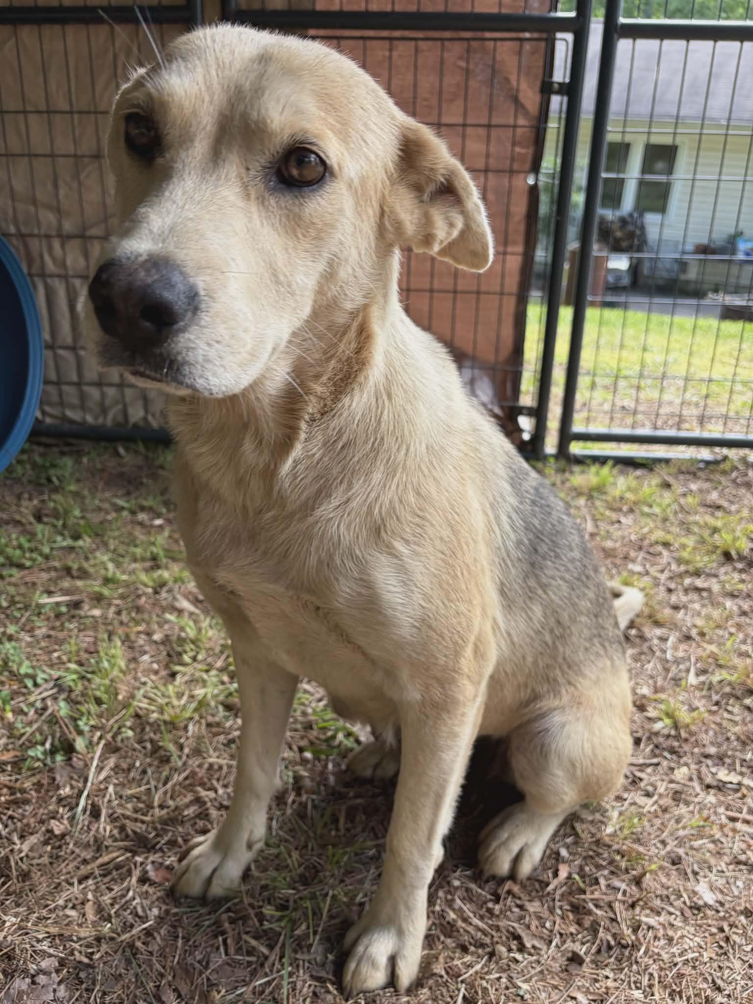 Shakira, a ADOPTABLE mixed breed in McDonough, GA image 1/4