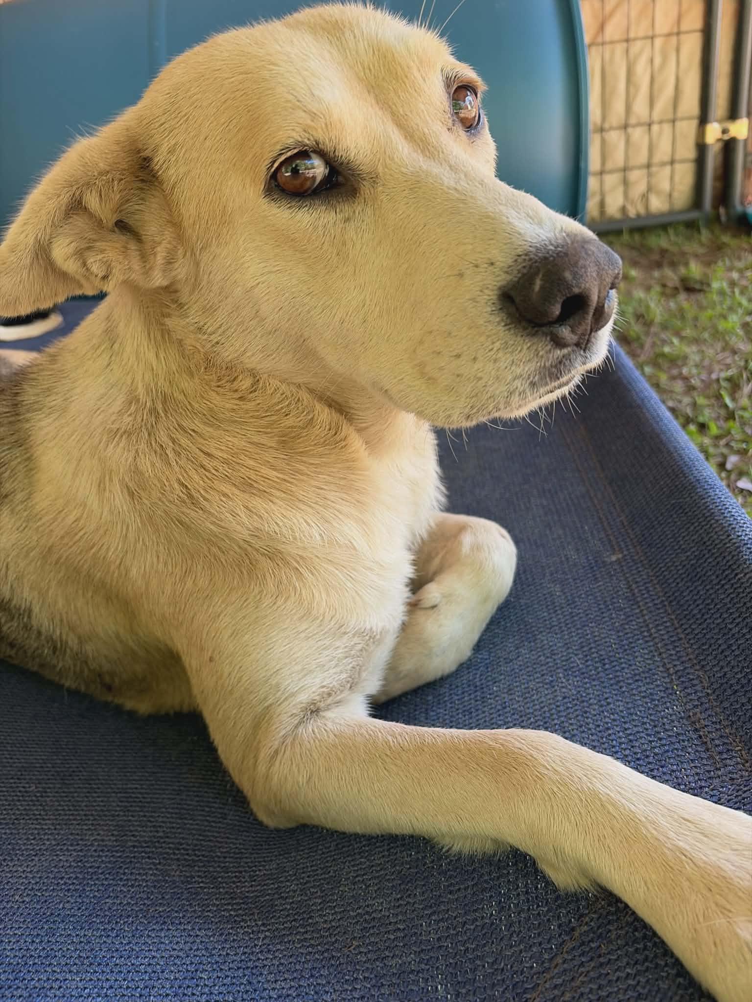 Shakira, a ADOPTABLE mixed breed in McDonough, GA image 2/4