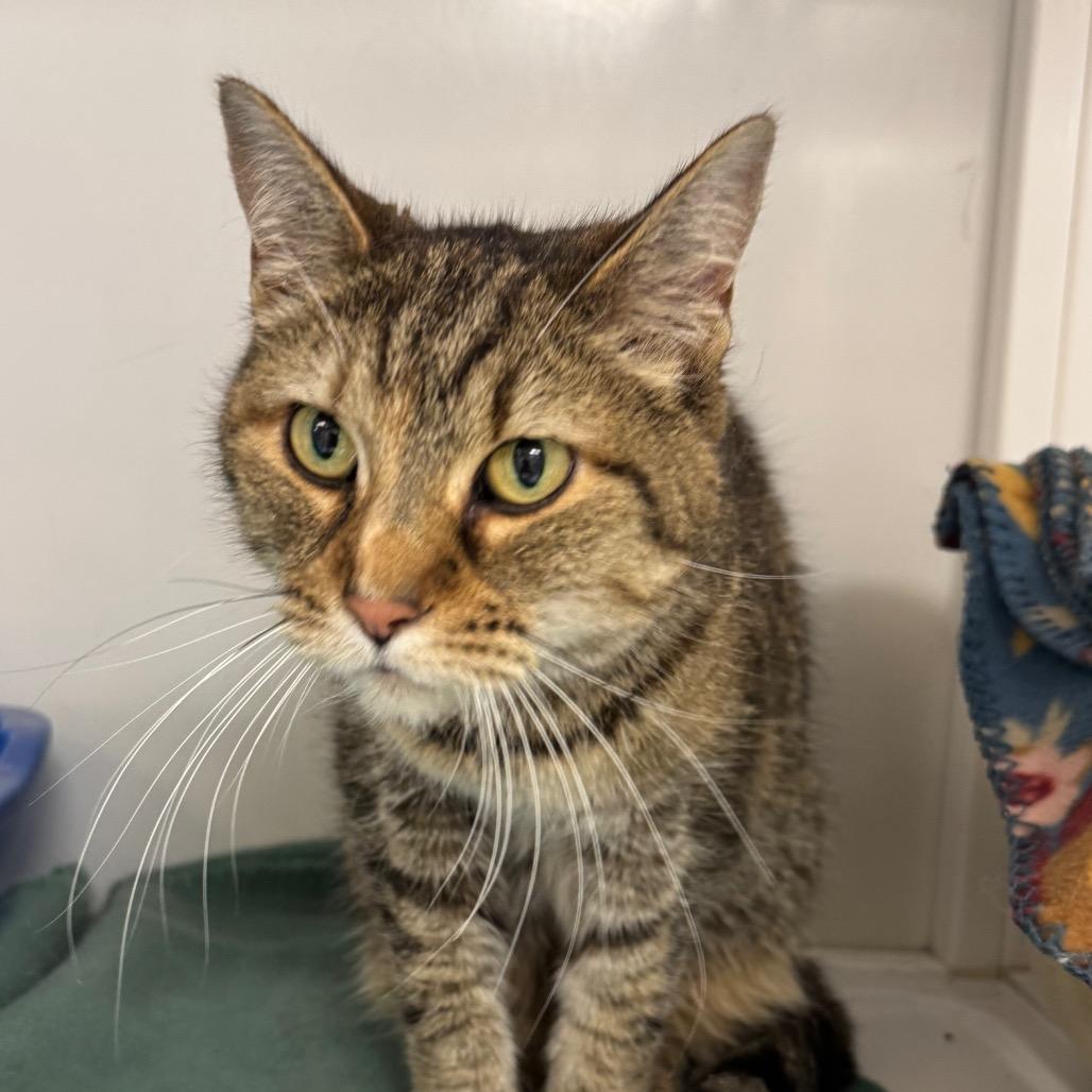 Enlarge Bitsy, a Adoptable Domestic Short Hair in Peoria, IL image 1/1