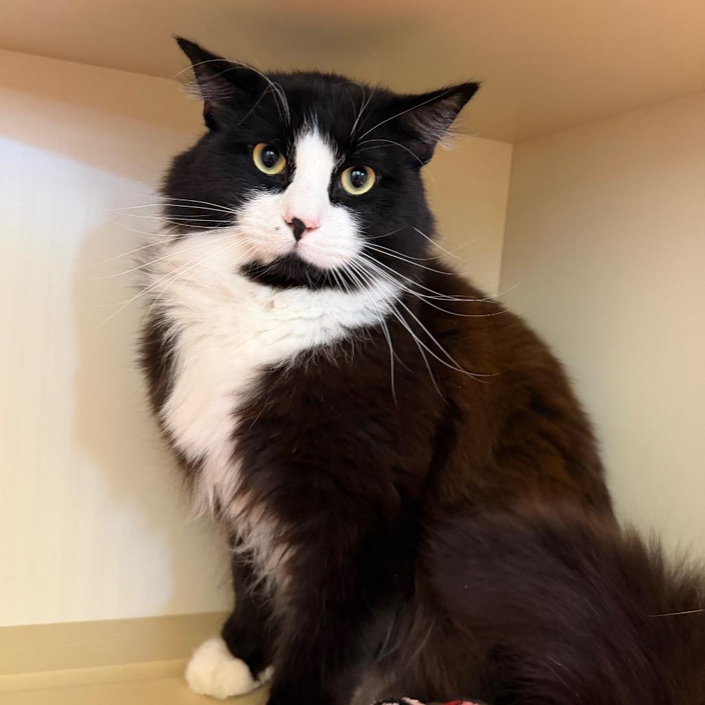 Tux, Adoptable, Young Male Domestic Long Hair.