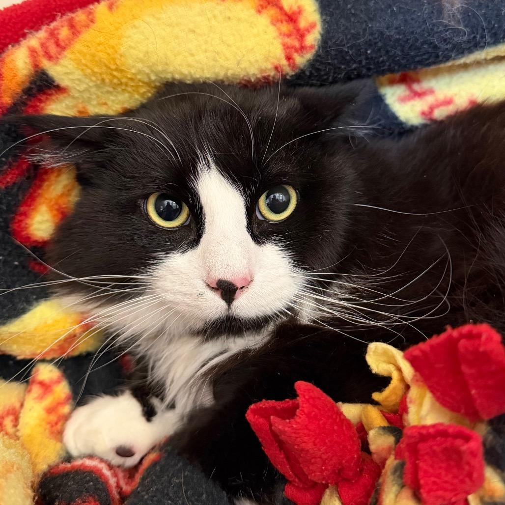 Tux, Adoptable, Young Male American Shorthair.