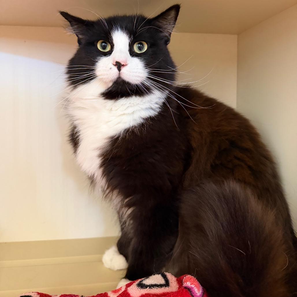 Tux, a Adoptable Domestic Long Hair in Cody, WY image 3/3