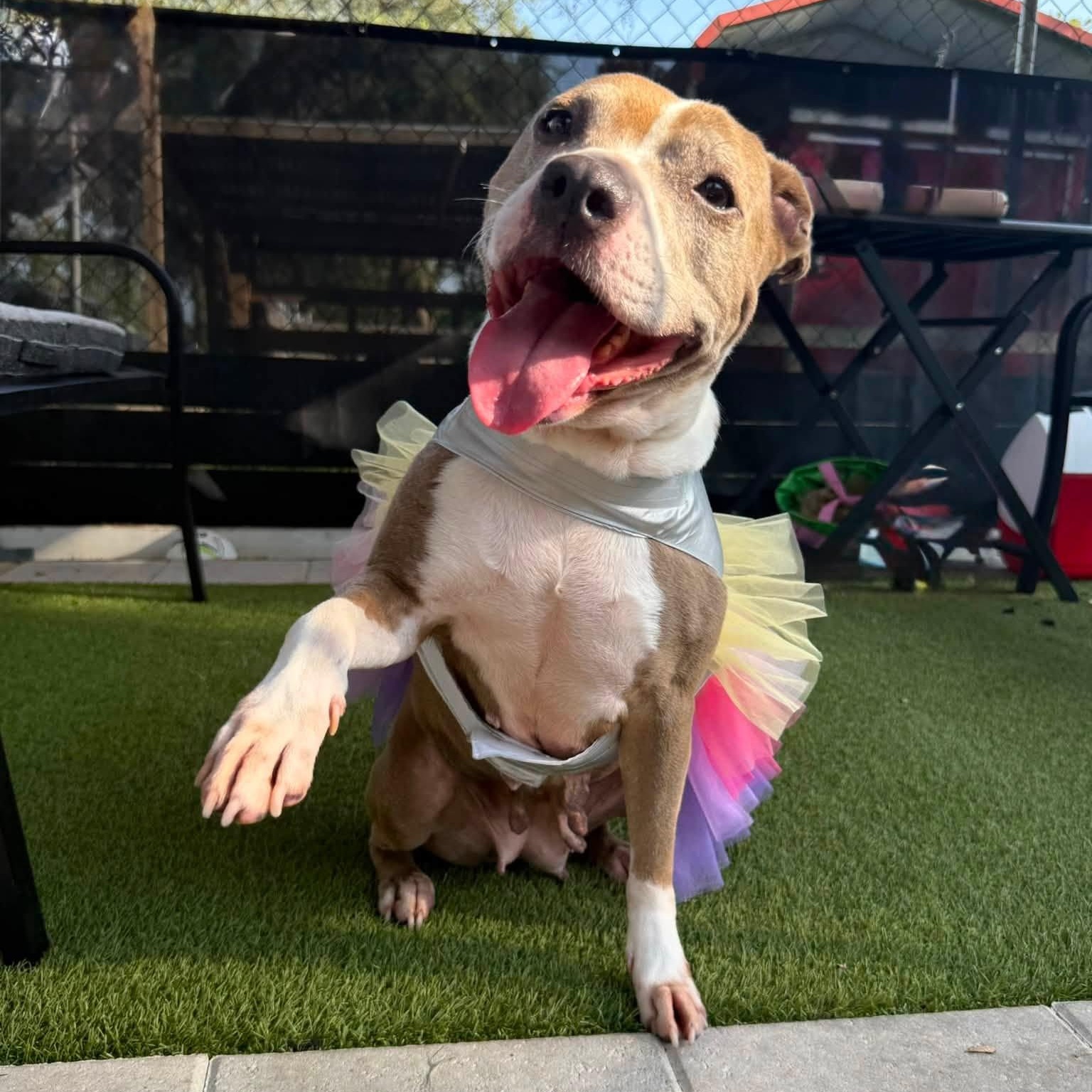 Maya, ADOPTABLE, Adult Female Pit Bull Terrier.