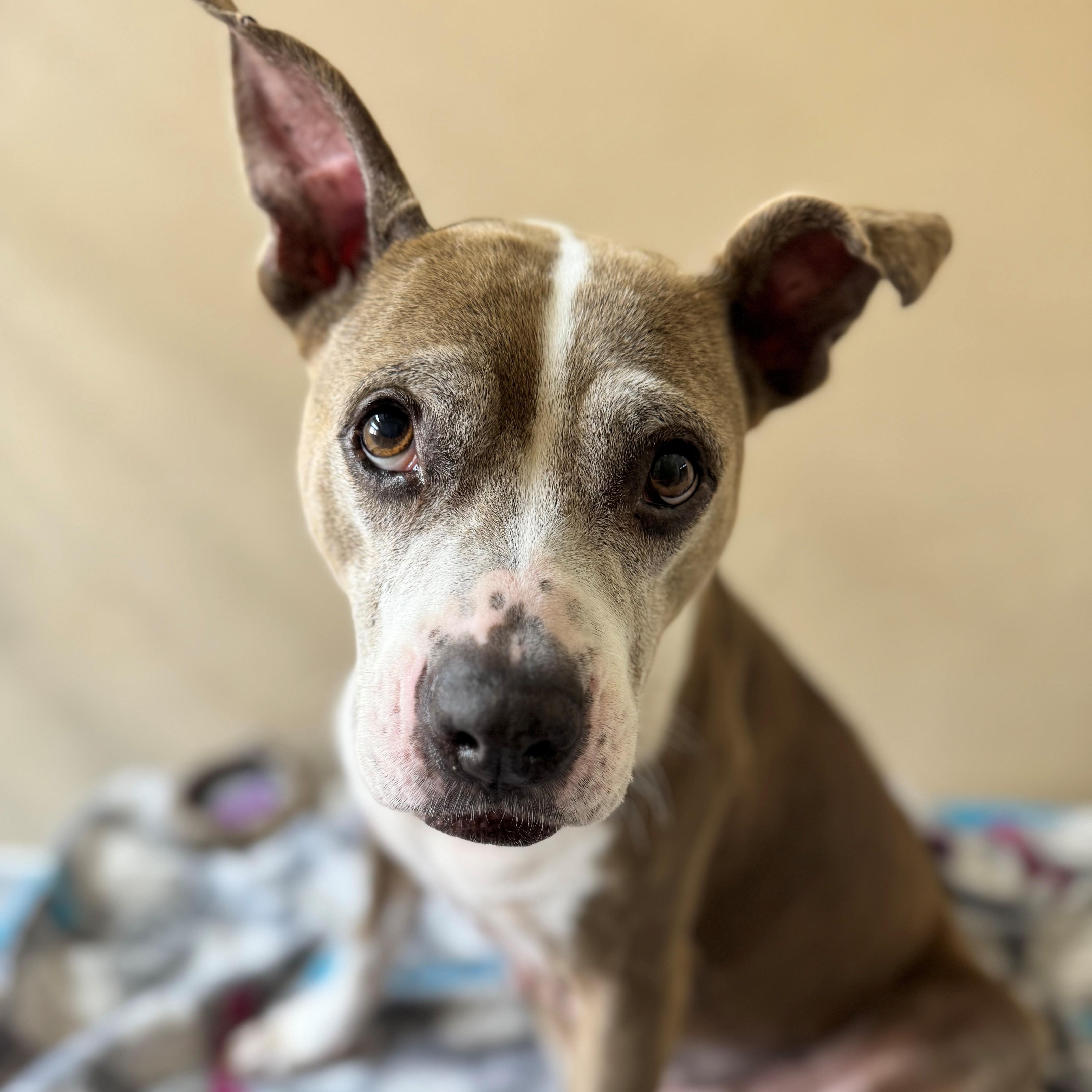 Enlarge Maya, a ADOPTABLE Pit Bull Terrier in St. Augustine, FL image 3/3