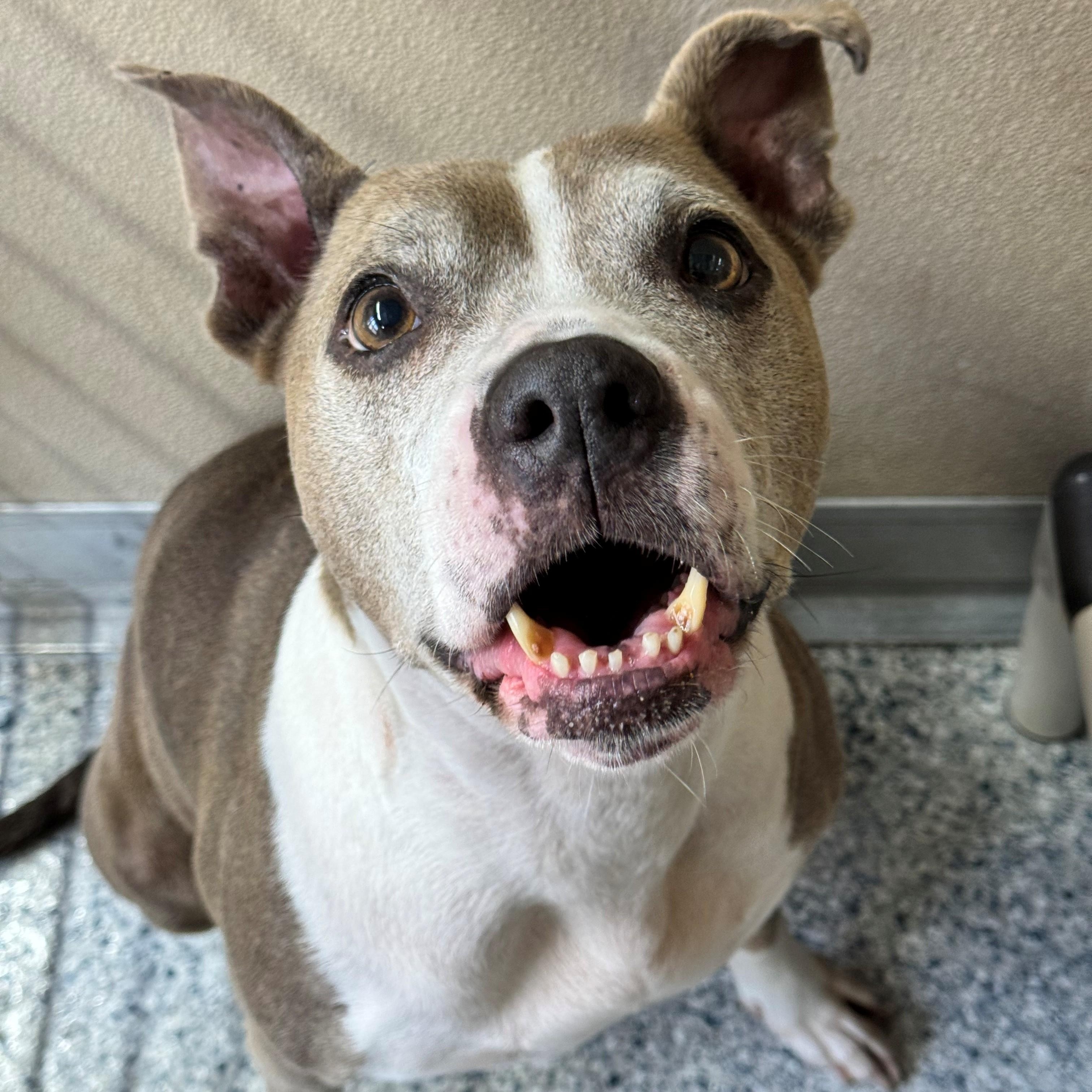 Enlarge Maya, a ADOPTABLE Pit Bull Terrier in St. Augustine, FL image 1/3
