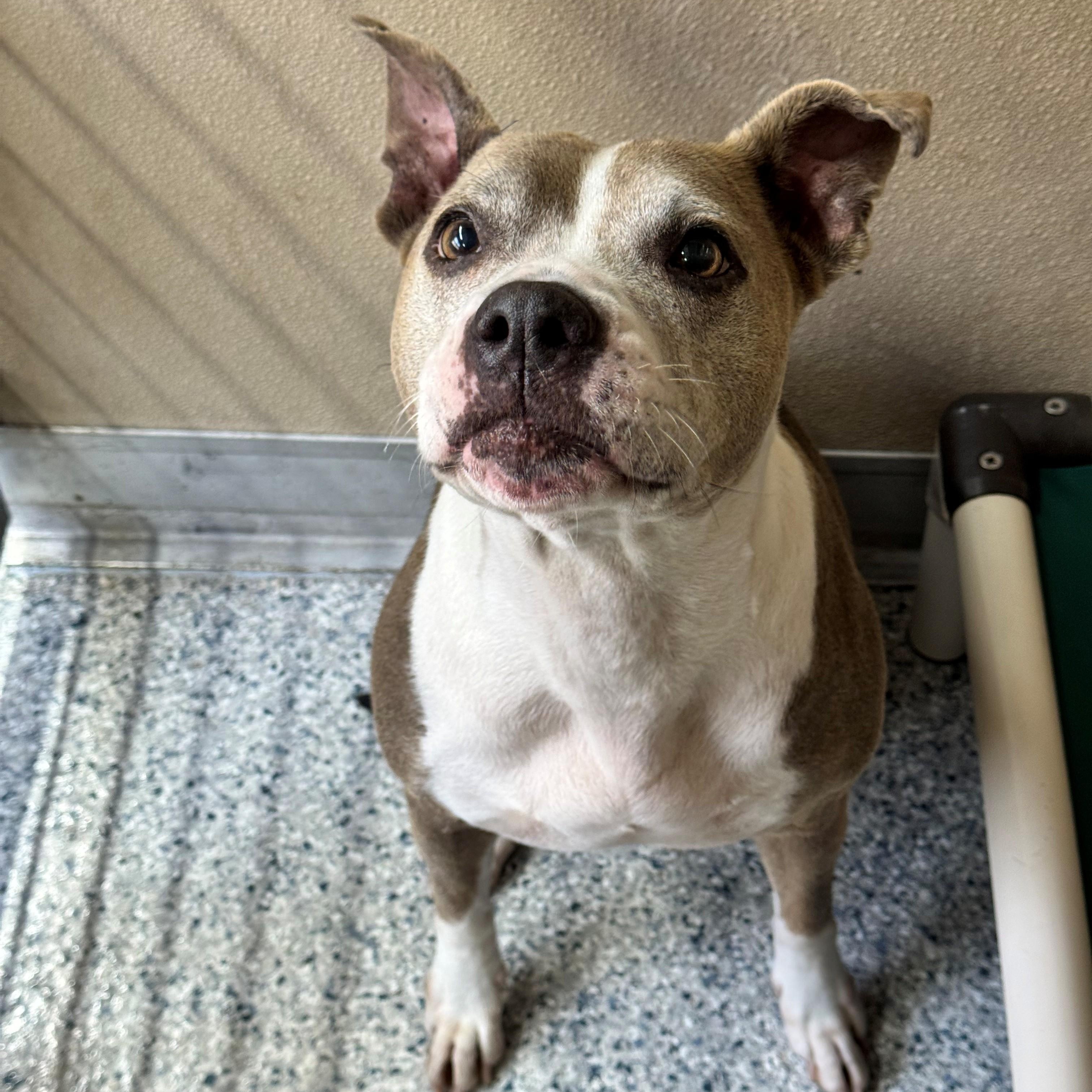 Enlarge Maya, a ADOPTABLE Pit Bull Terrier in St. Augustine, FL image 2/3
