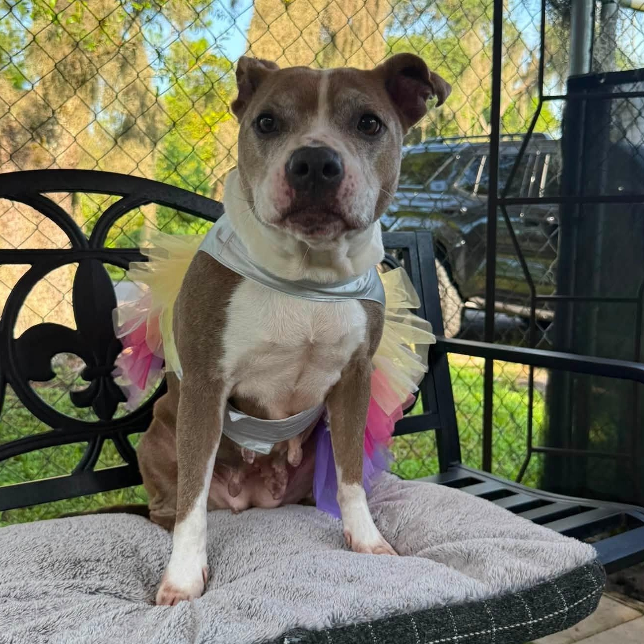 Enlarge Maya, a ADOPTABLE Pit Bull Terrier in St. Augustine, FL image 2/5