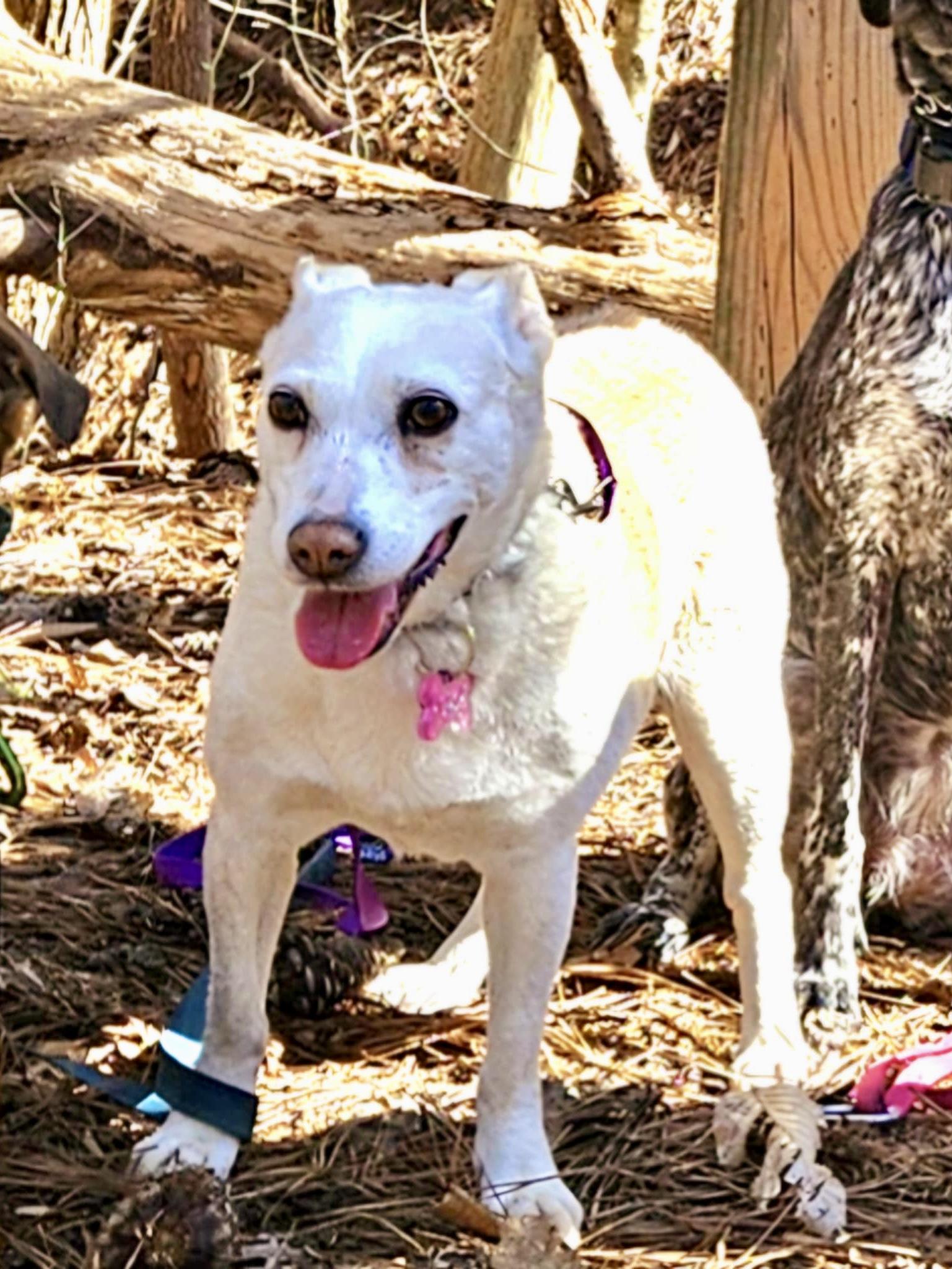 Nettie, a Adoptable mixed breed in Pittsboro, NC image 6/6