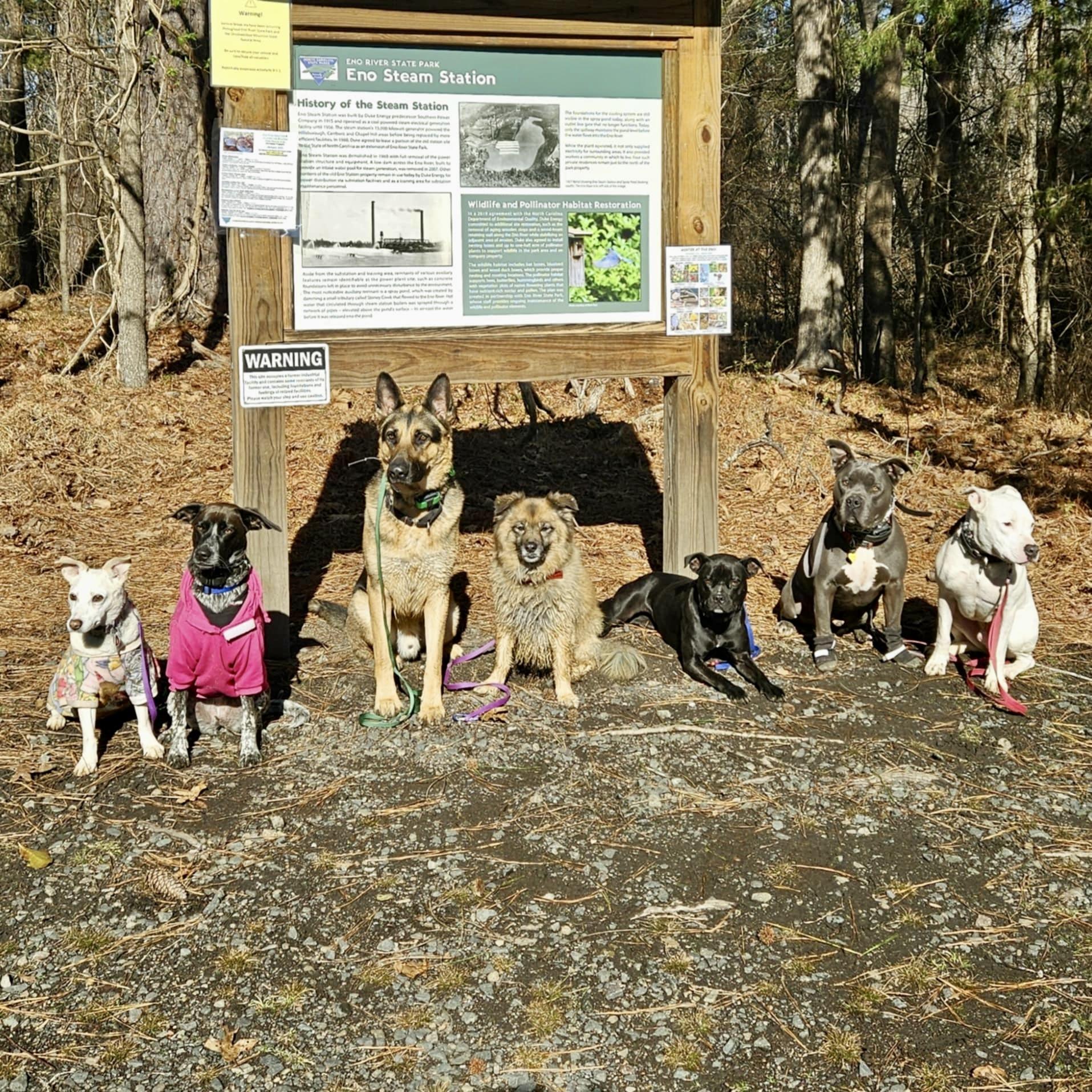 Nettie, Adoptable, Adult Female Terrier.