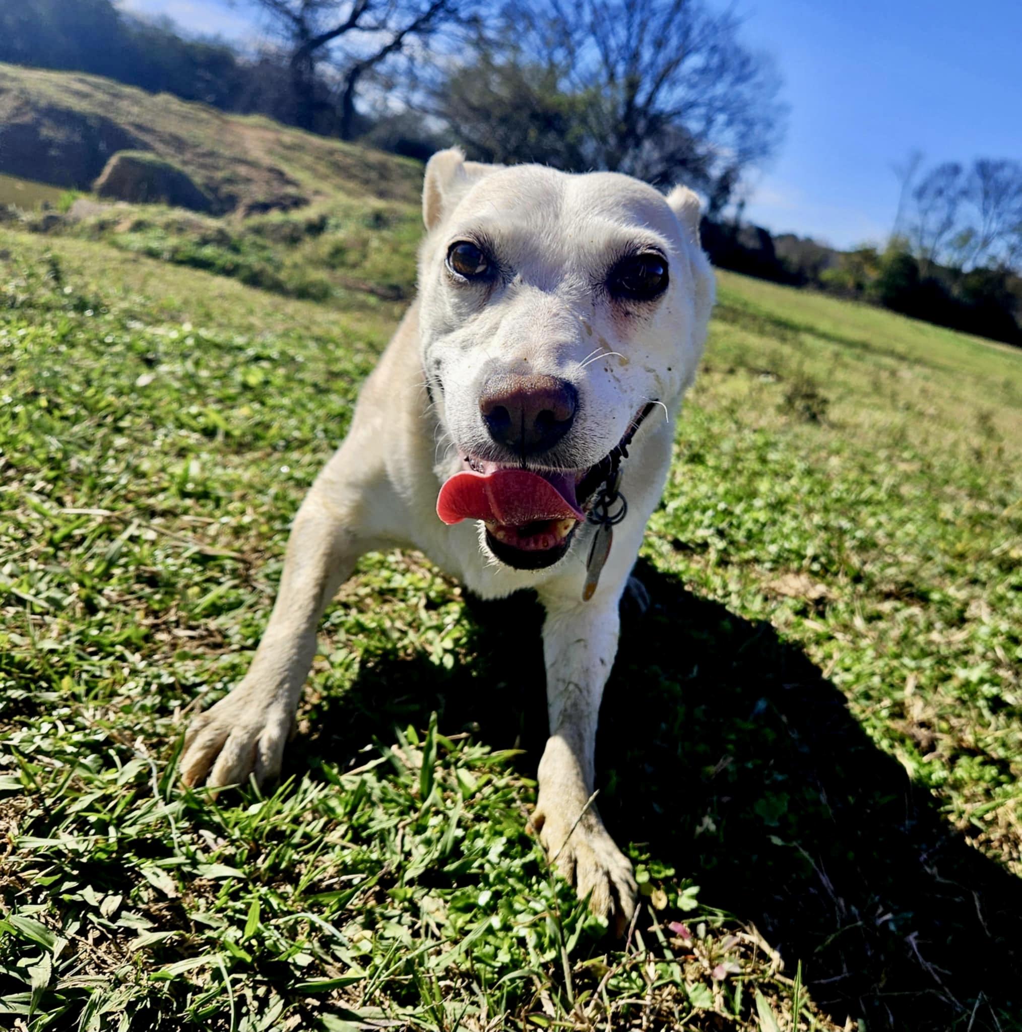 Nettie, a Adoptable mixed breed in Pittsboro, NC image 3/6