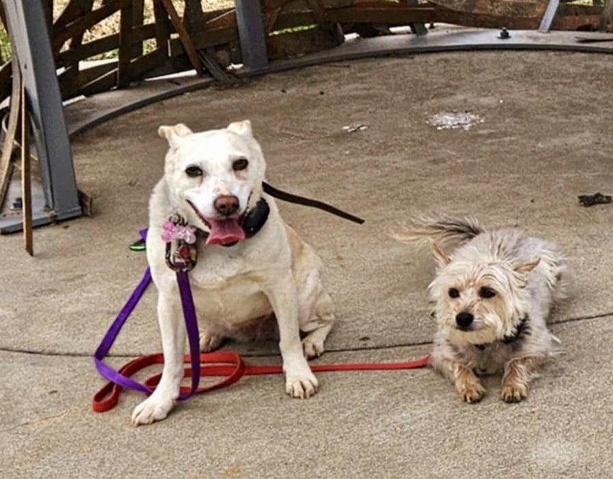 Nettie, a Adoptable mixed breed in Pittsboro, NC image 4/6