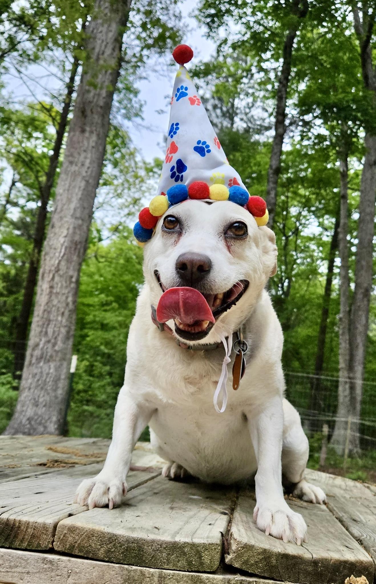 Nettie, a Adoptable mixed breed in Pittsboro, NC image 2/6