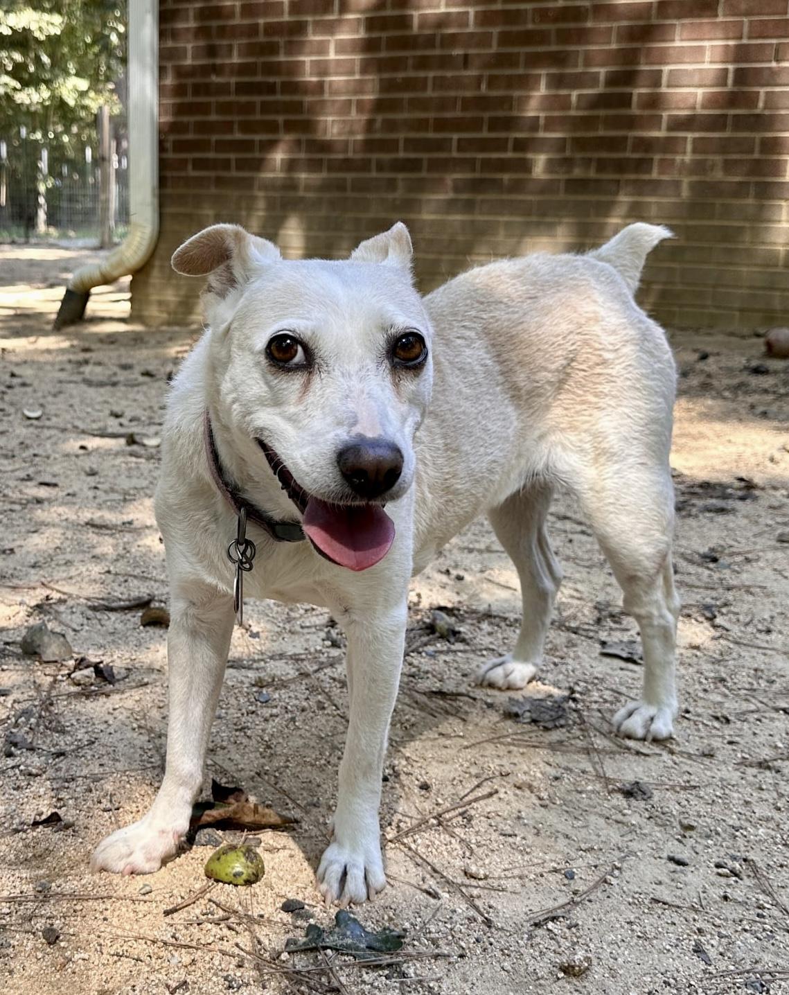 Nettie, a Adoptable mixed breed in Pittsboro, NC image 1/6