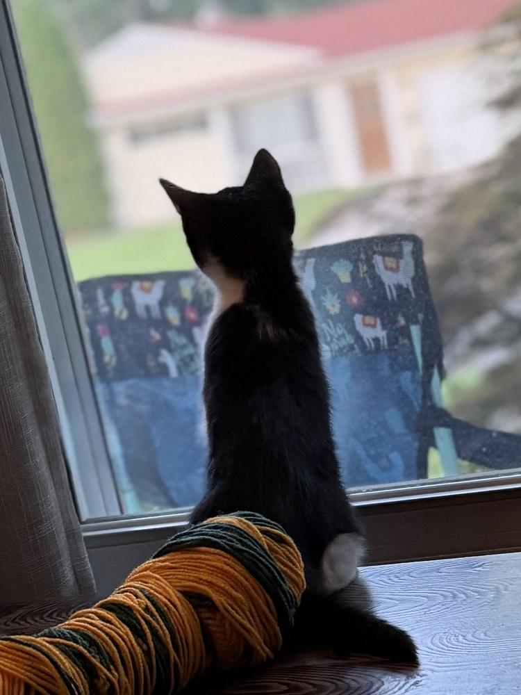 Karev, Adoptable, Kitten Male Domestic Short Hair.