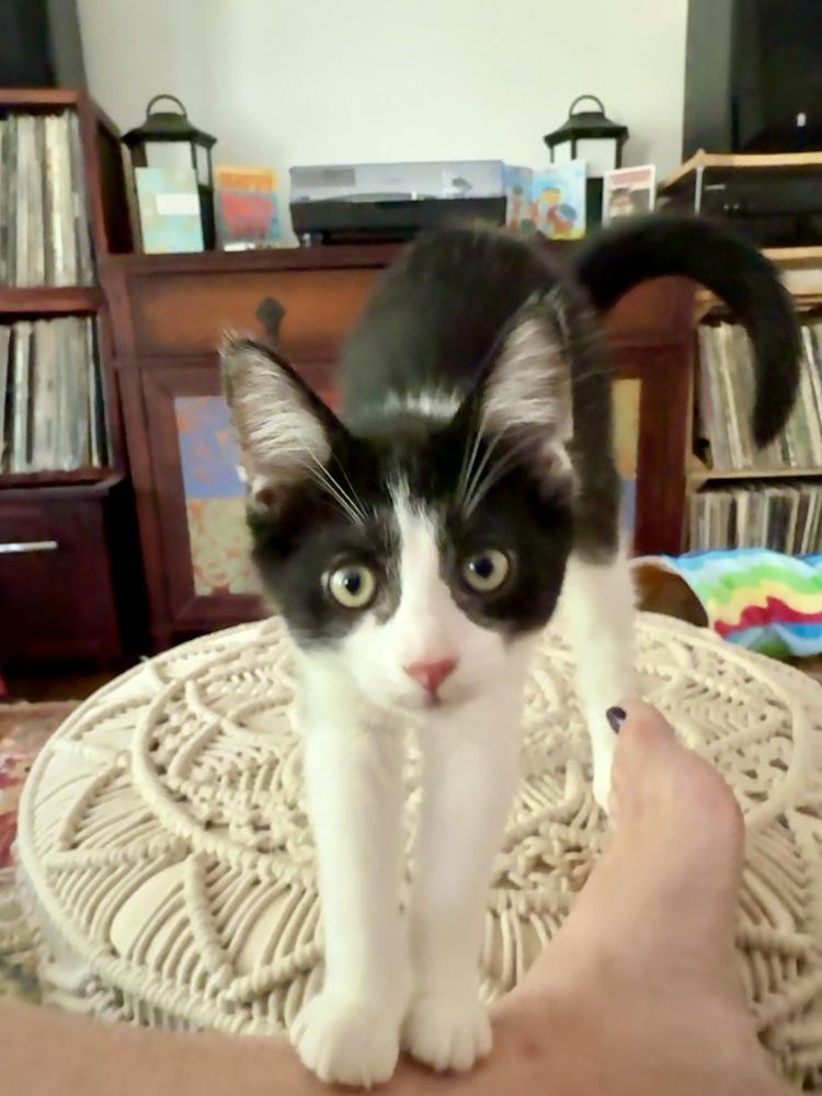 Karev, a Adoptable mixed breed in Mishawaka, IN image 3/4