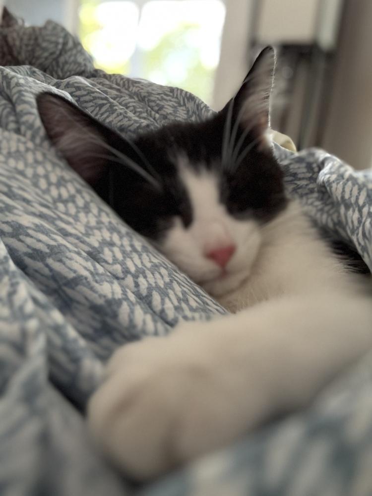 Karev, Adoptable, Kitten Male Domestic Short Hair.