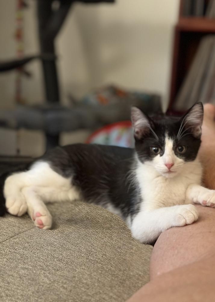 Karev, a Adoptable mixed breed in Mishawaka, IN image 4/4