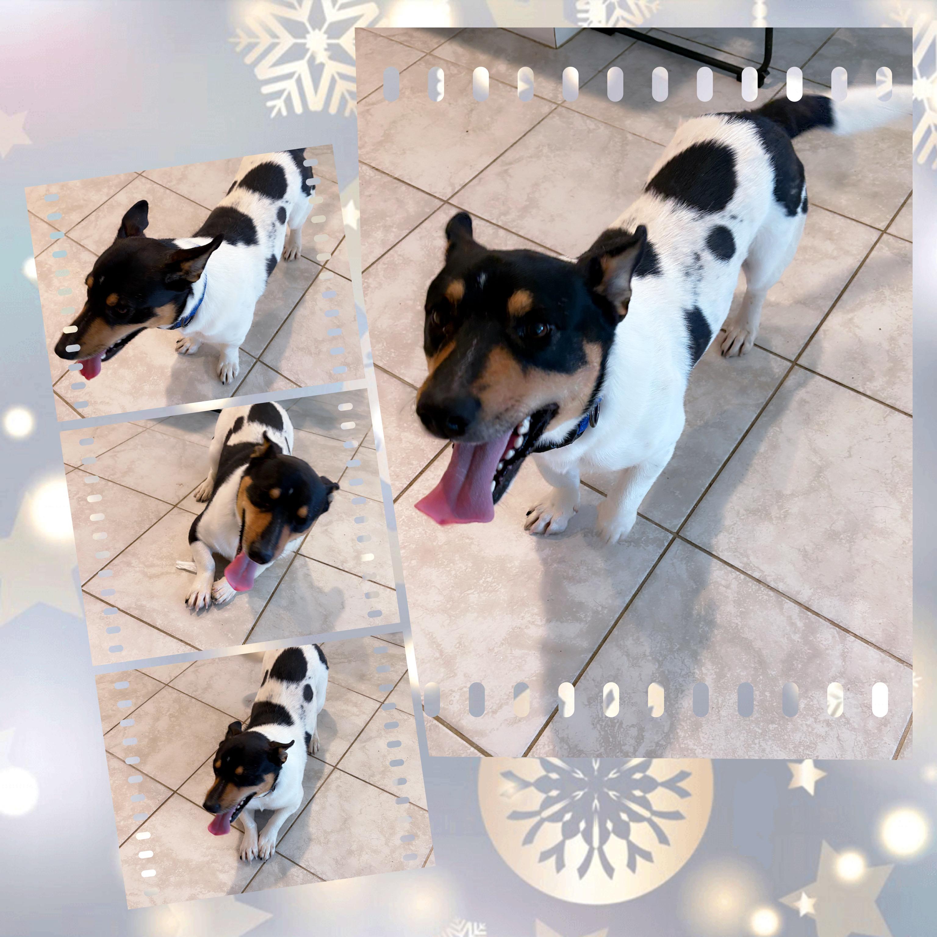 COWBOY Corgi, an adopted mixed breed in Chandler, AZ image 1/3