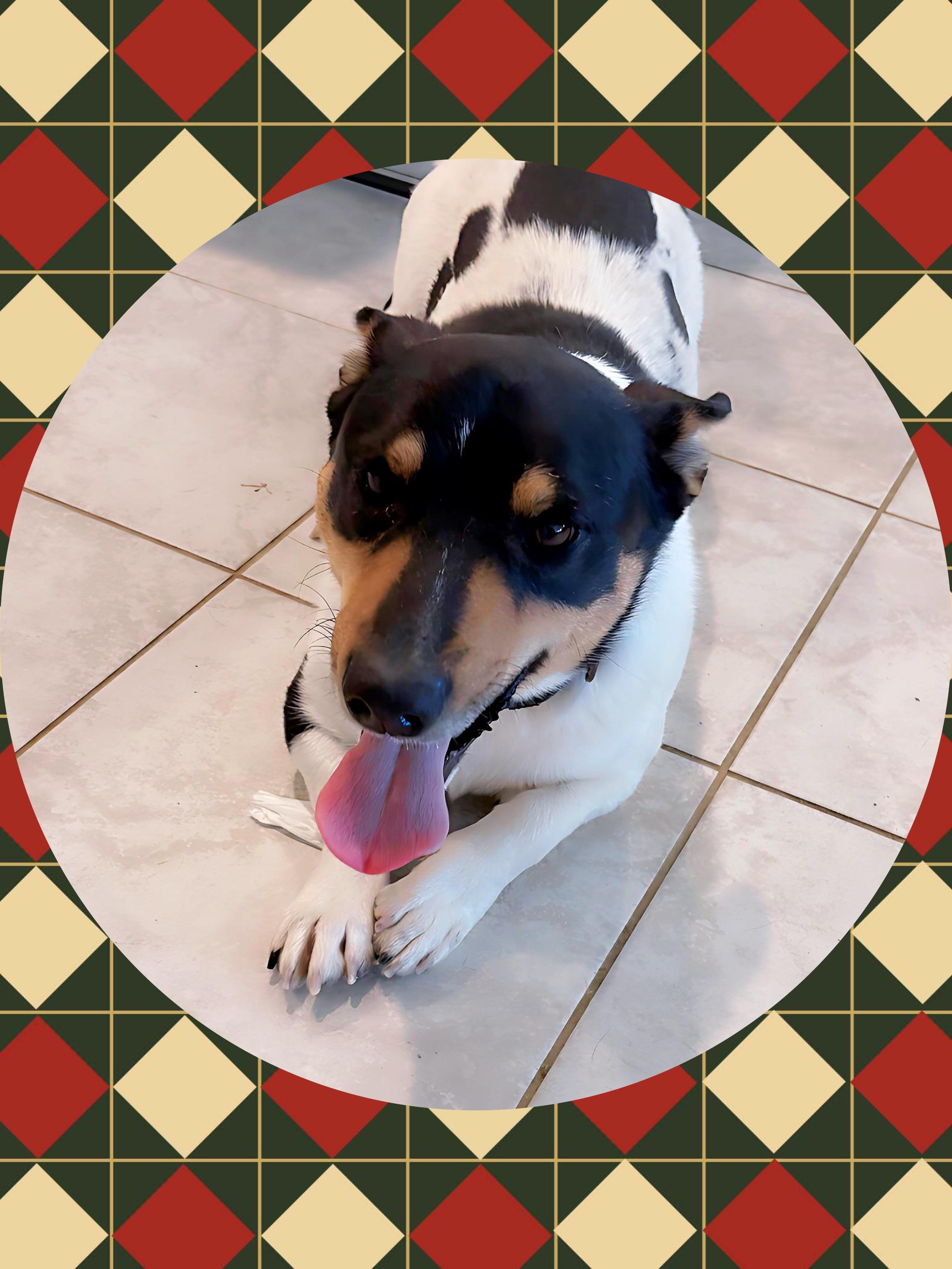 COWBOY Corgi, an adopted mixed breed in Chandler, AZ image 2/3