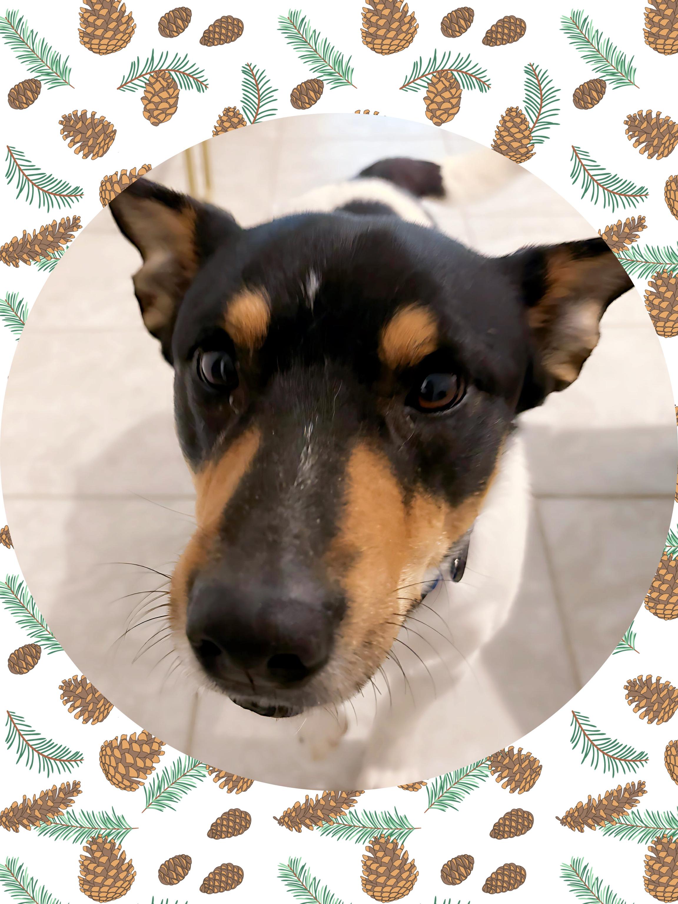 COWBOY Corgi, an adopted mixed breed in Chandler, AZ image 3/3