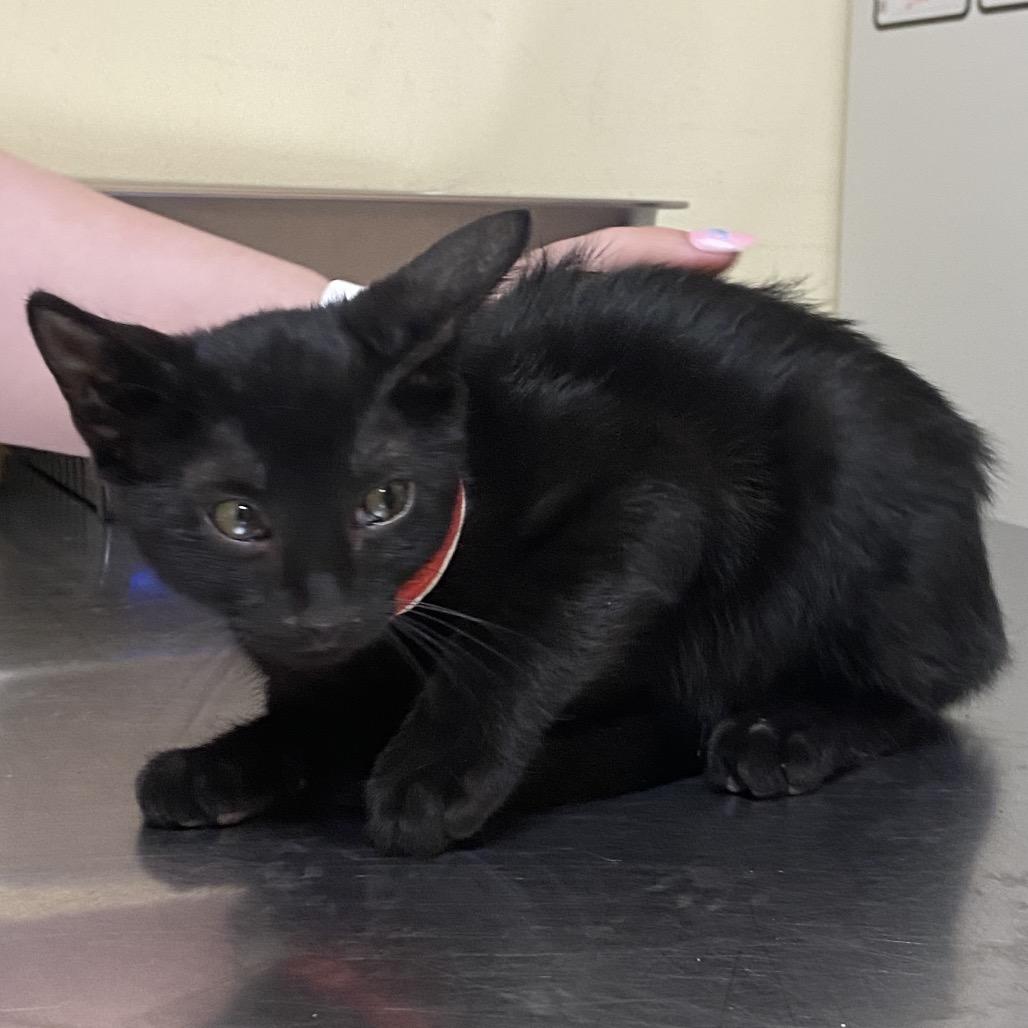 Heel, Adoptable, Kitten Female Domestic Short Hair.
