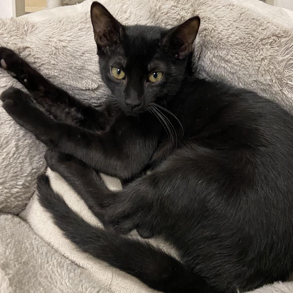 Heel, a Adoptable Domestic Short Hair in Monroe, LA image 2/2