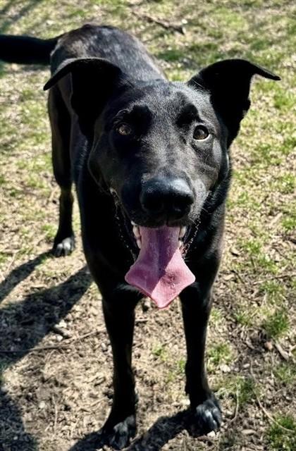 Enlarge BUSTERMOON, a Adoptable mixed breed in Olathe, KS image 1/1