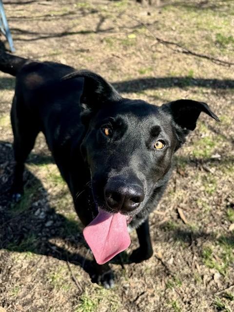 BUSTERMOON, Adoptable, Adult Male Labrador Retriever & Great Dane.