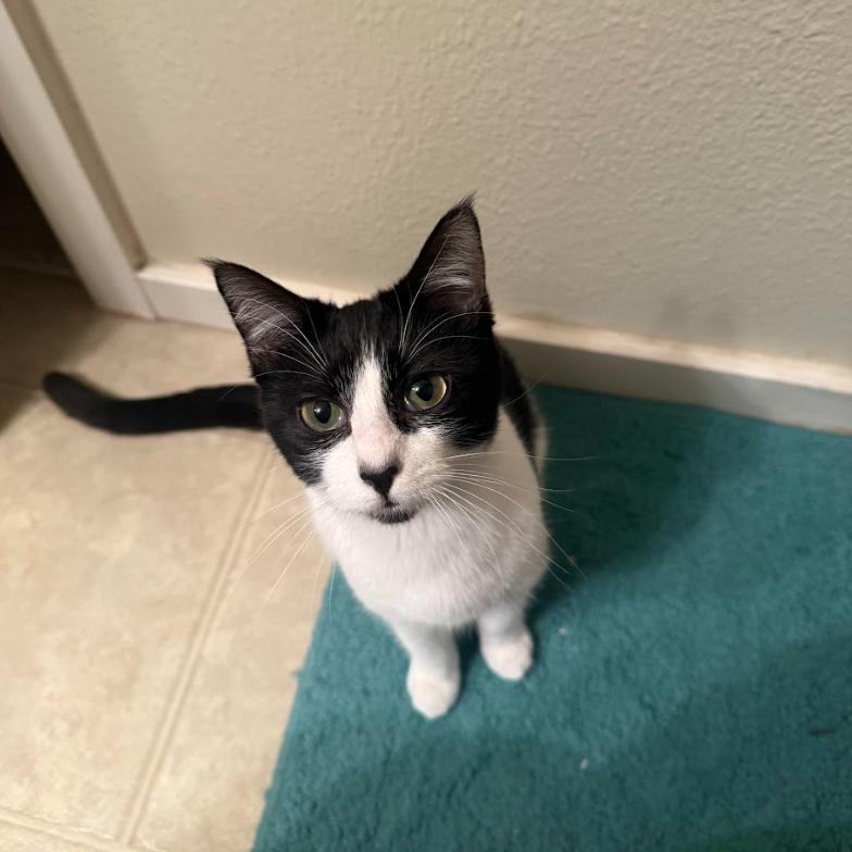 Enlarge Celli Seeks a Confident+Playful Cat Sibling!, a Adoptable Domestic Short Hair in Everett, WA image 2/3