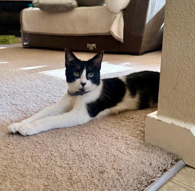 Celli Seeks a Confident+Playful Cat Sibling!, Adoptable, Adult Female Domestic Short Hair.