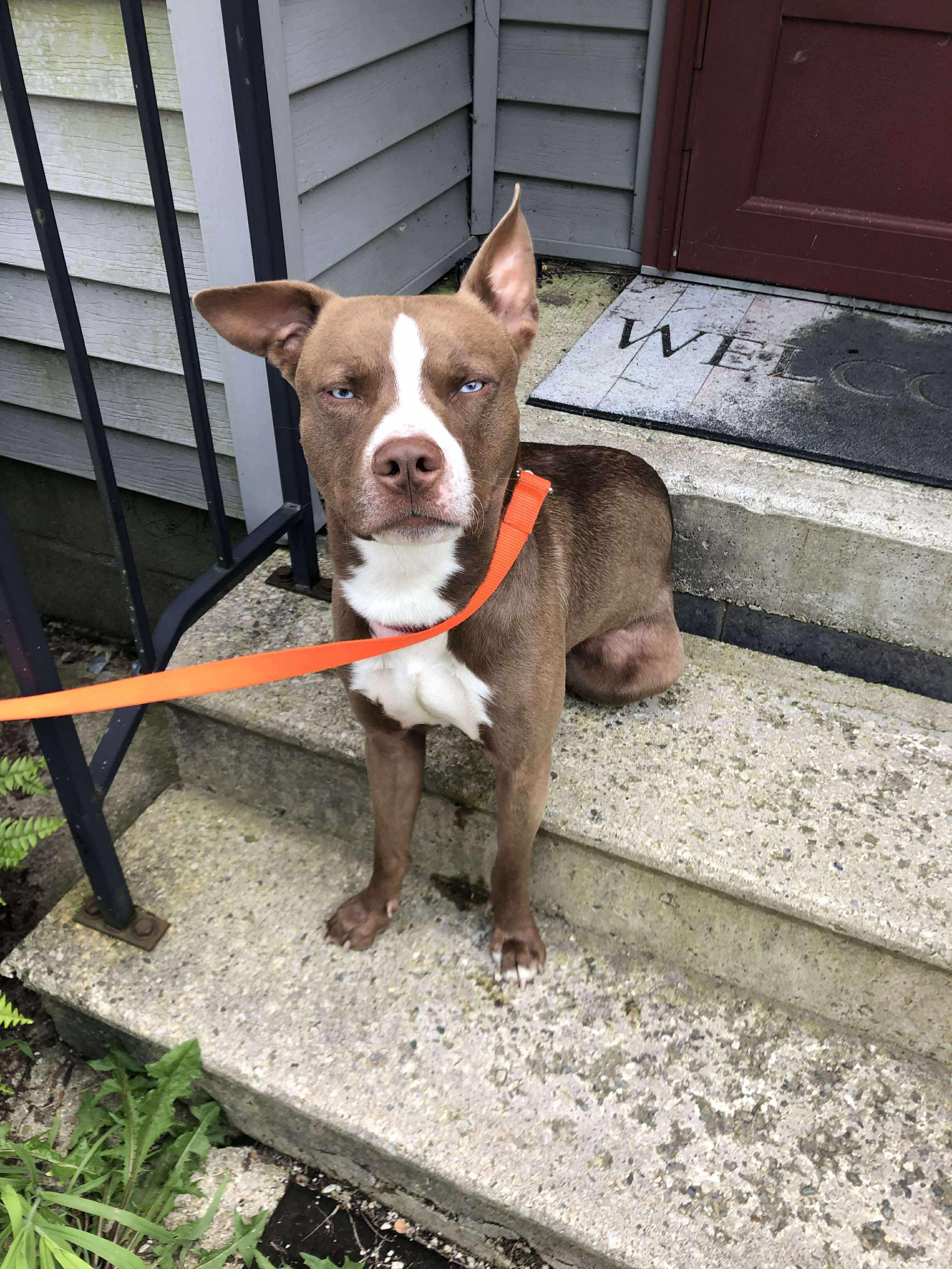 Frank, Adoptable, Young Male Husky.