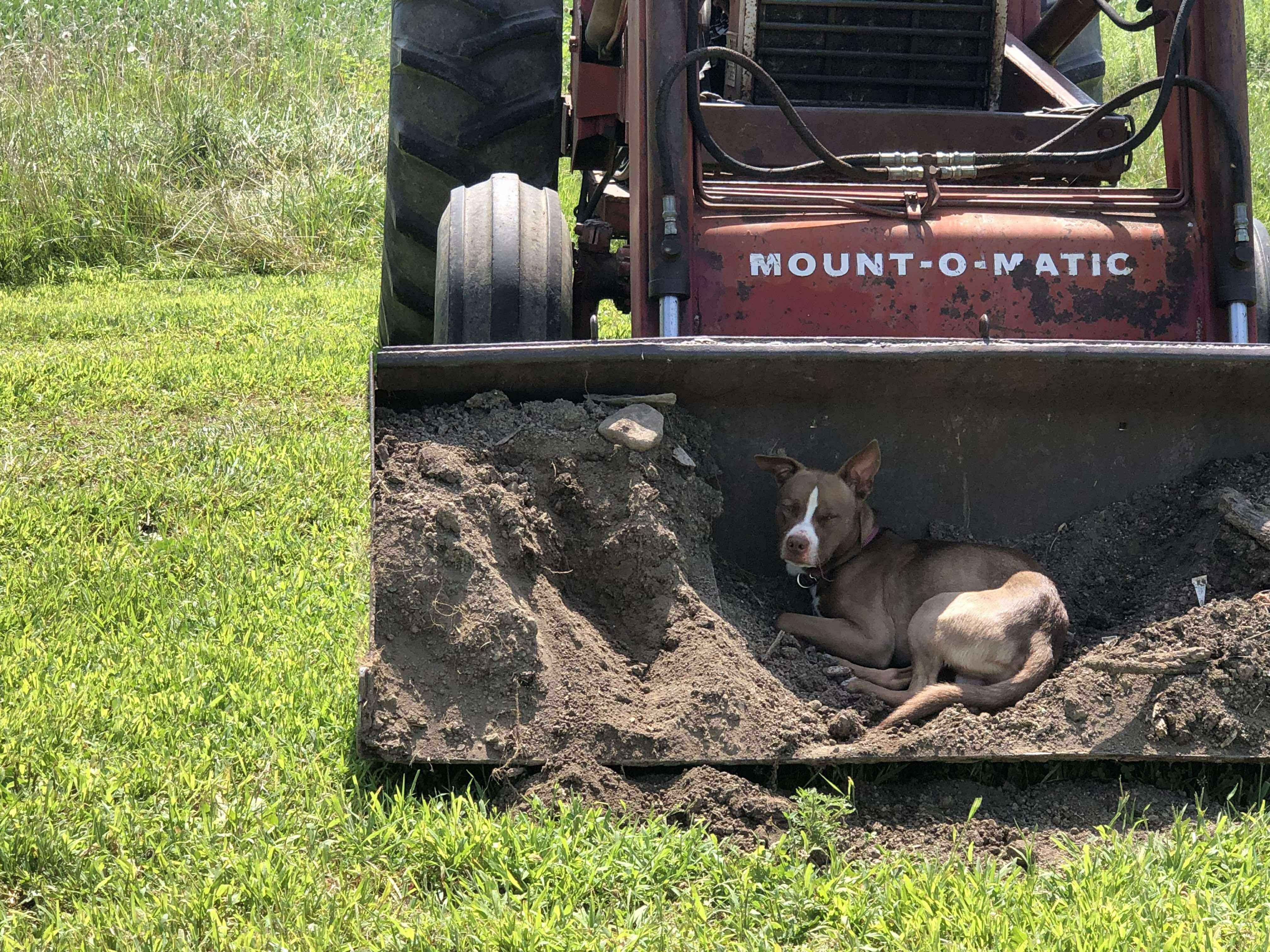 Frank, a Adoptable mixed breed in Muncie, IN image 2/6