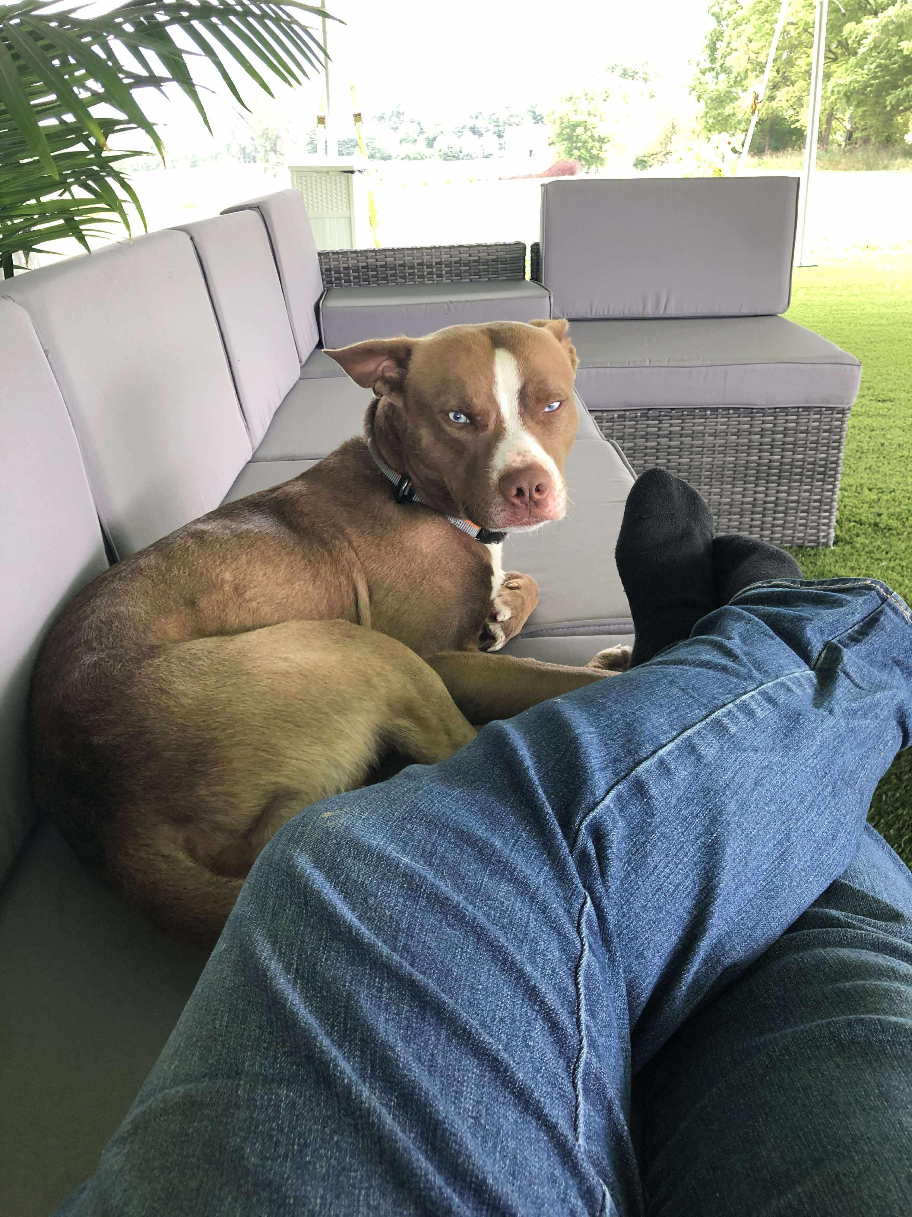 Frank, a Adoptable mixed breed in Muncie, IN image 3/6