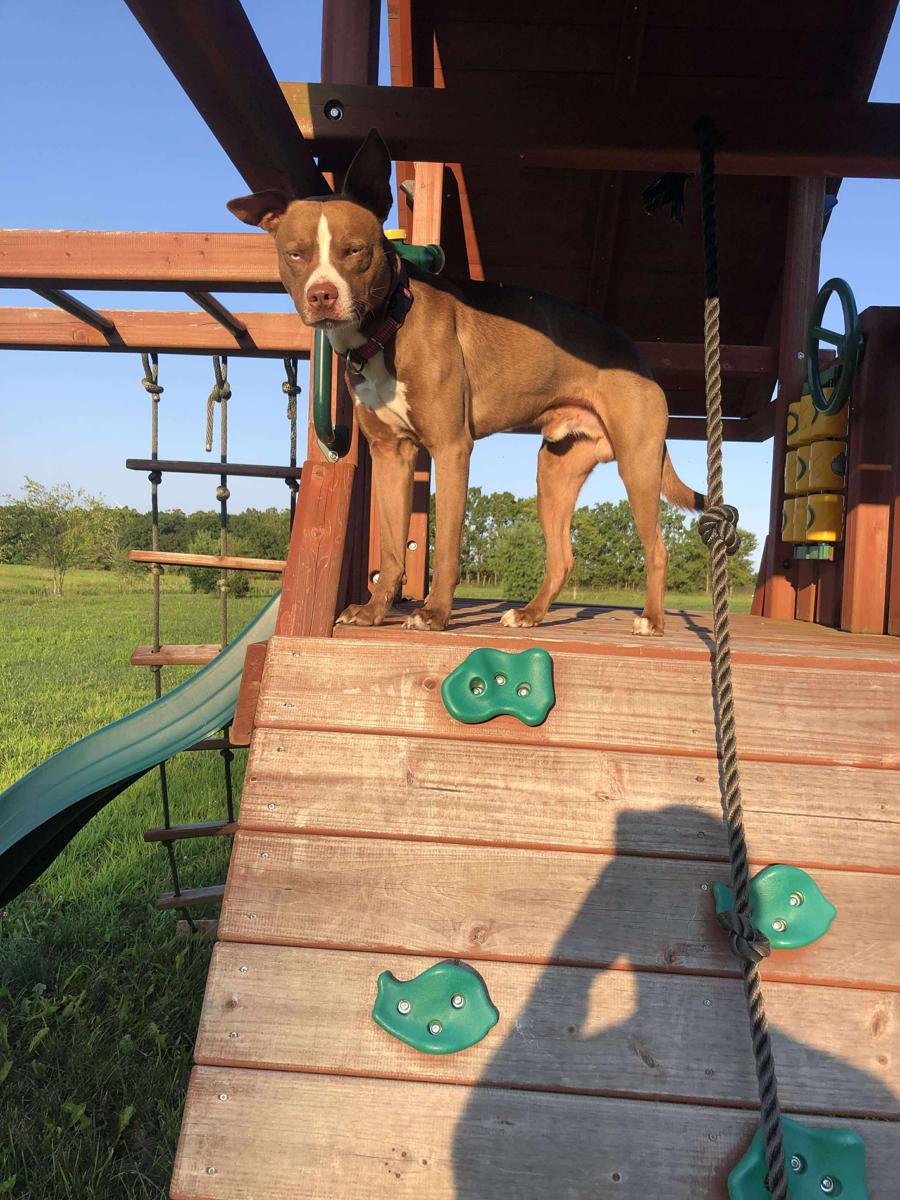 Frank, a Adoptable mixed breed in Muncie, IN image 4/6