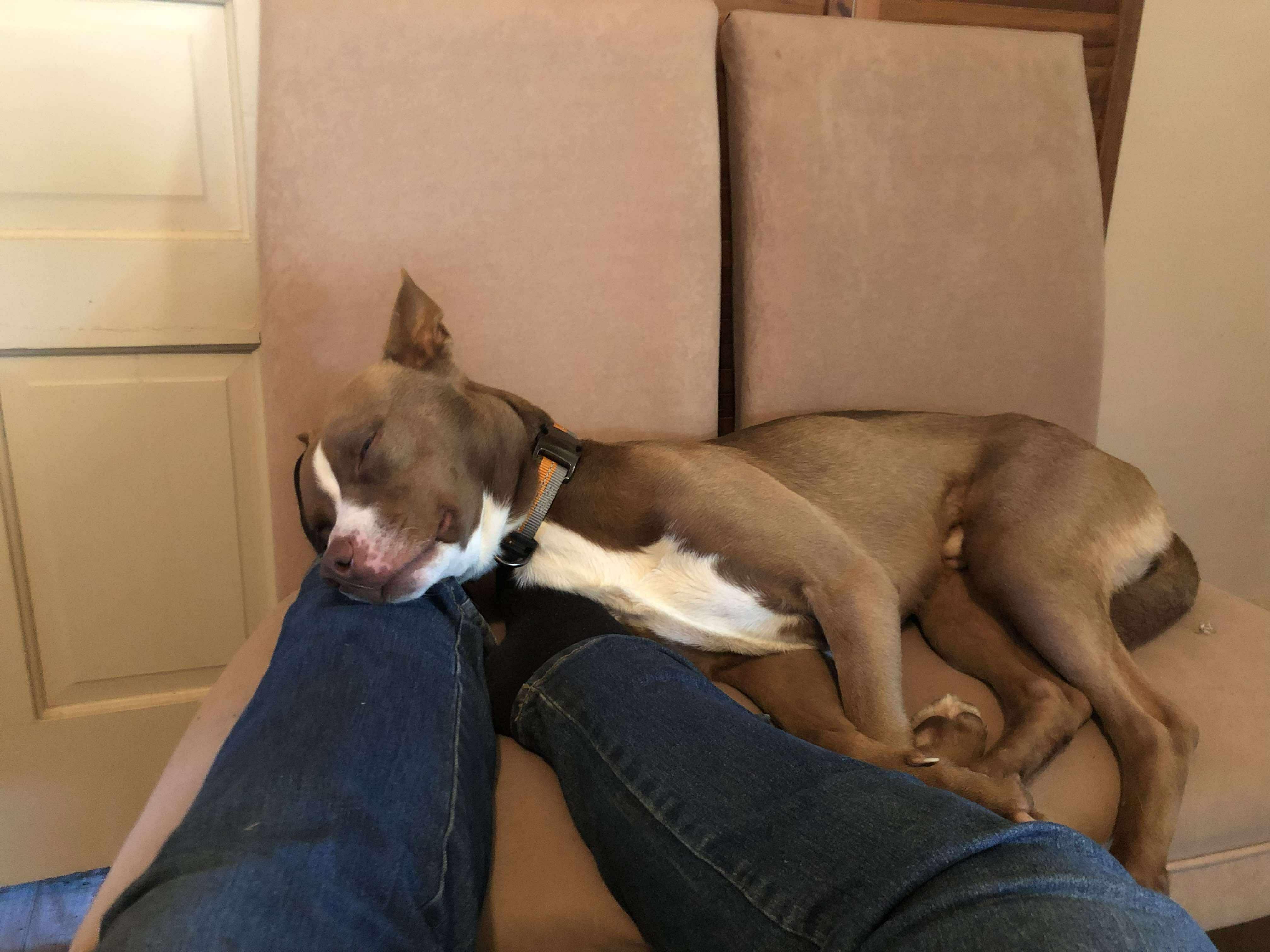 Frank, a Adoptable mixed breed in Muncie, IN image 5/6