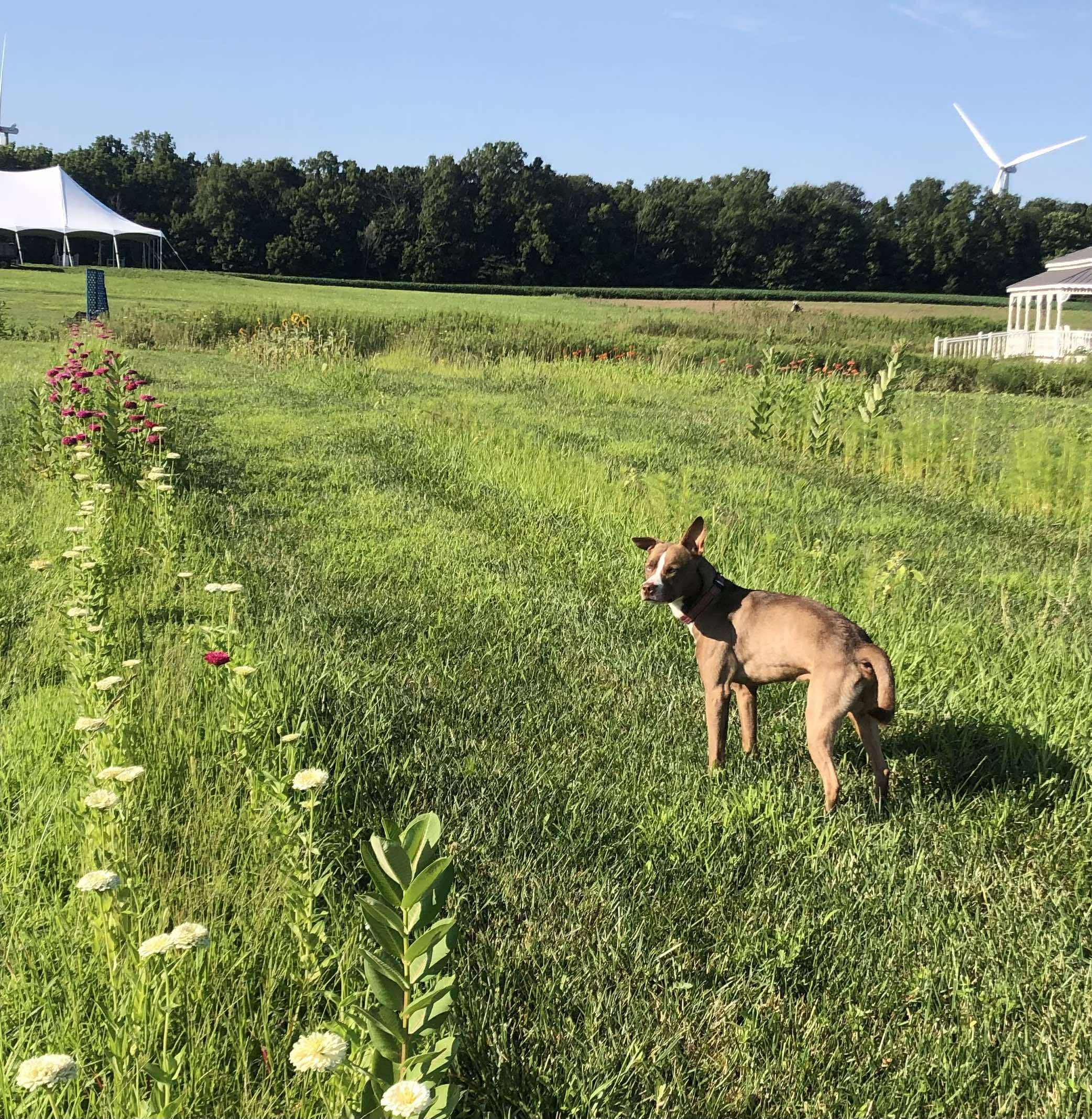 Frank, a Adoptable mixed breed in Muncie, IN image 6/6