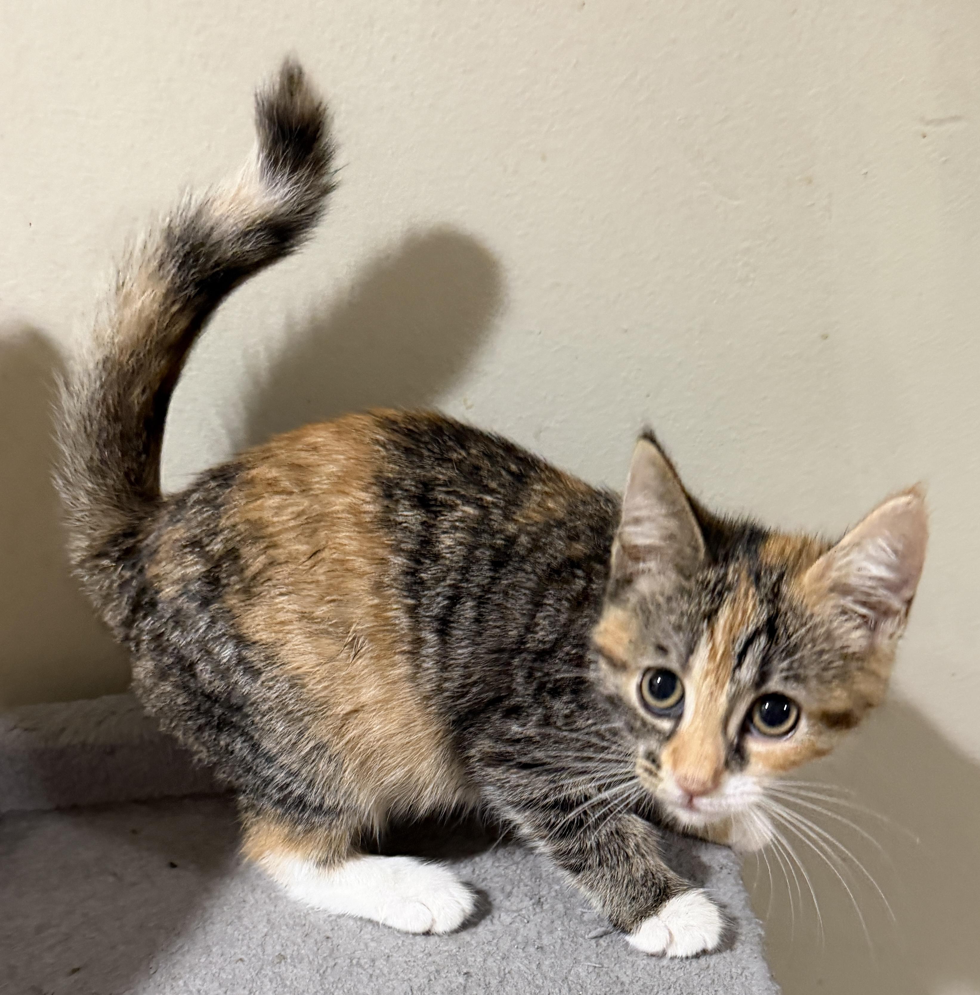 Enlarge Cinnamon, an adopted mixed breed in East Hanover, NJ image 2/2