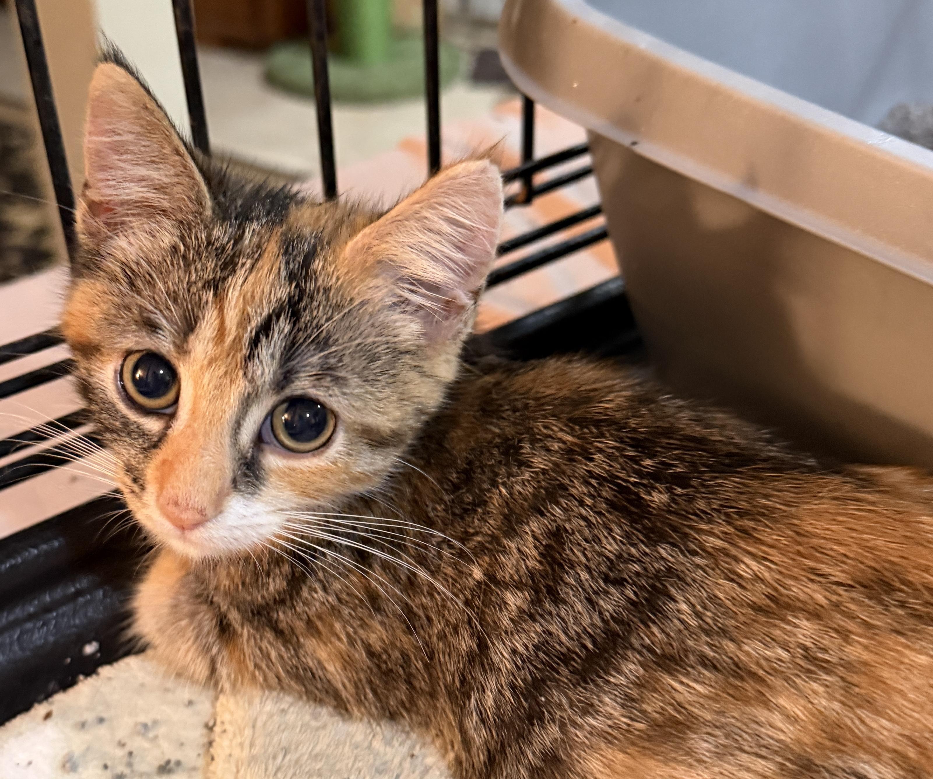 Enlarge Cinnamon, an adopted mixed breed in East Hanover, NJ image 1/2
