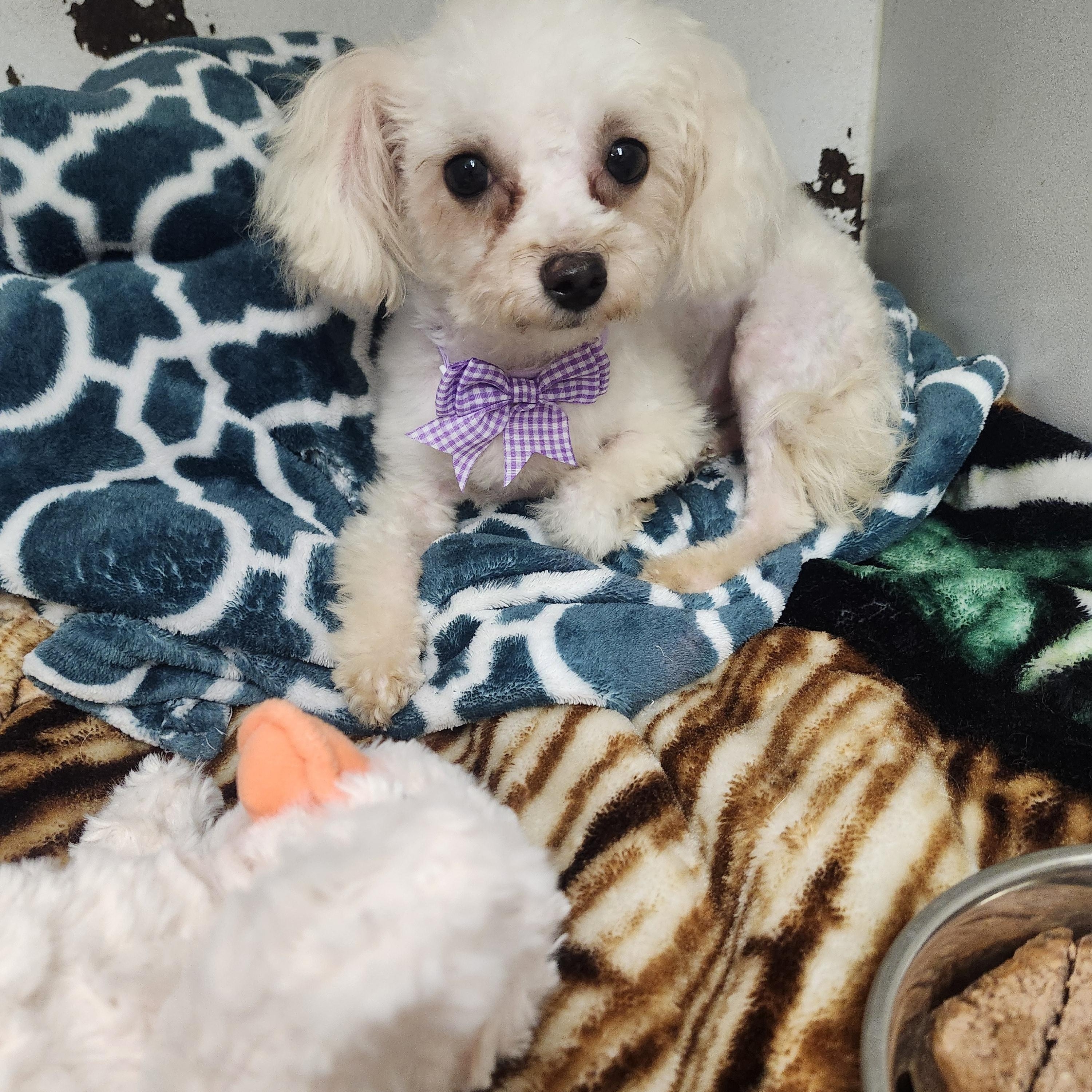 Watercress, adopted, Senior Female Miniature Poodle.