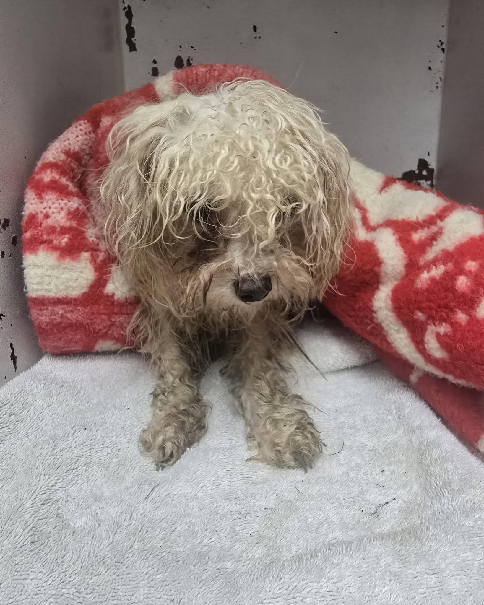 Watercress, an adopted Miniature Poodle in Mansfield, OH image 2/2