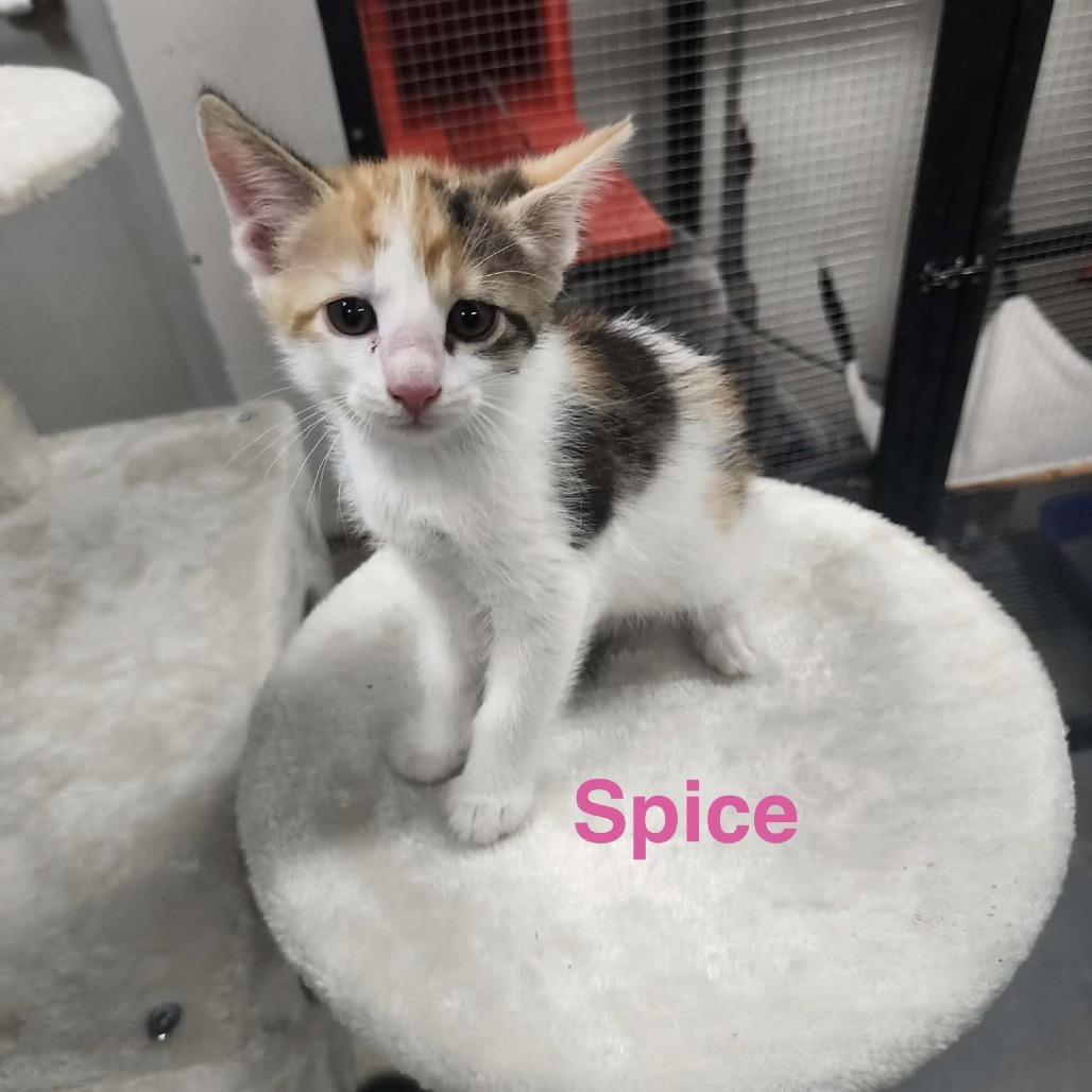 spice, Adoptable, Kitten Female American Shorthair.