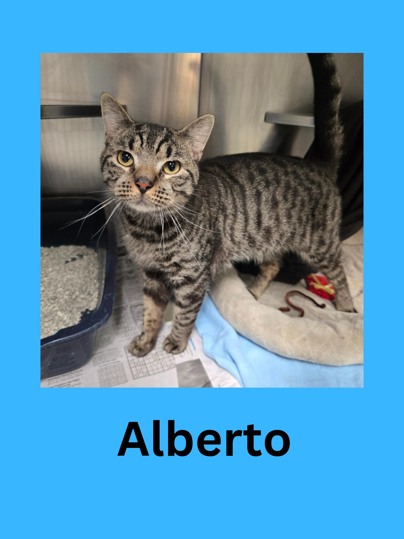 Alberto, ADOPTABLE, Adult Male Domestic Short Hair.