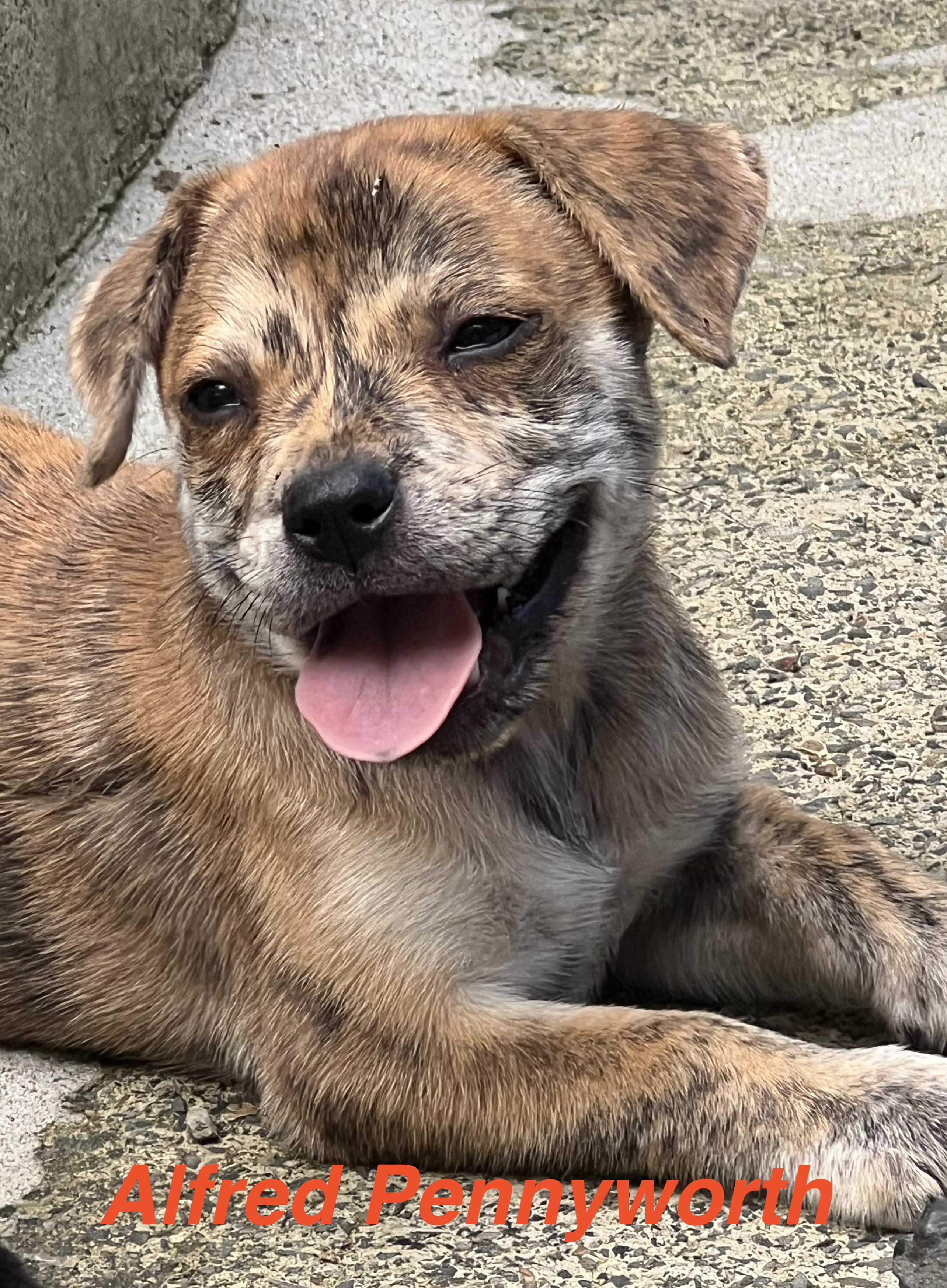 Enlarge Alfred Pennyworth, a Adopted mixed breed in Port Chester, NY image 1/1