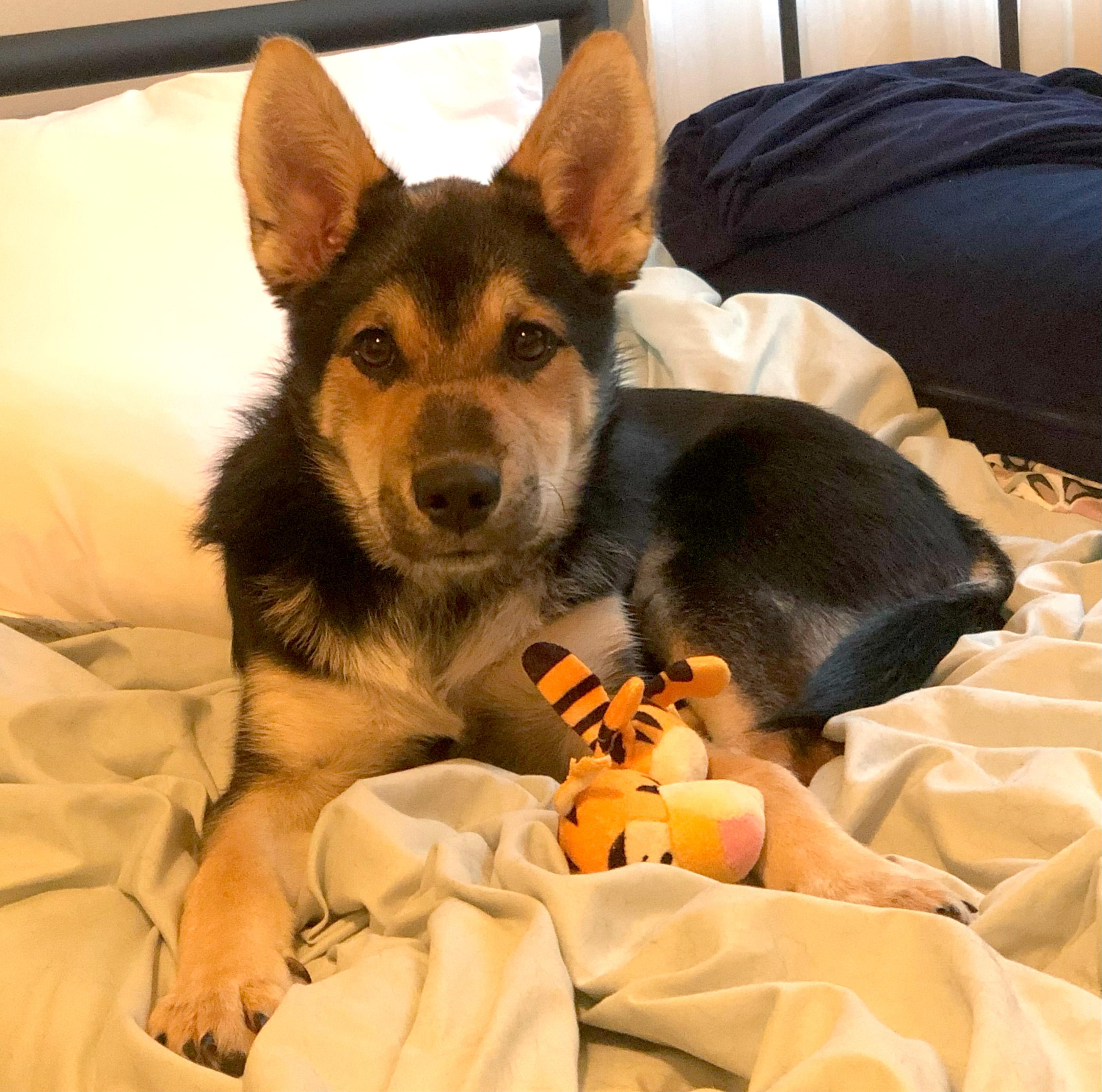 Enlarge Megan, a Adopted mixed breed in Agua Dulce, CA image 1/5