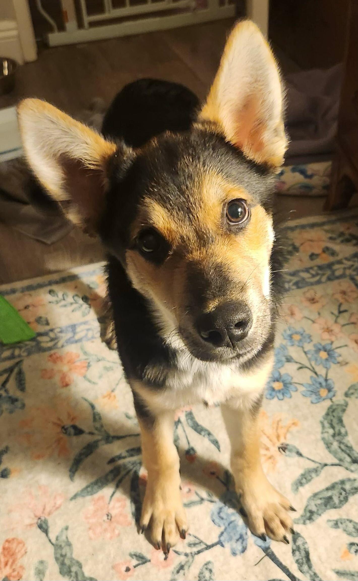 Enlarge Megan, a Adopted mixed breed in Agua Dulce, CA image 4/5