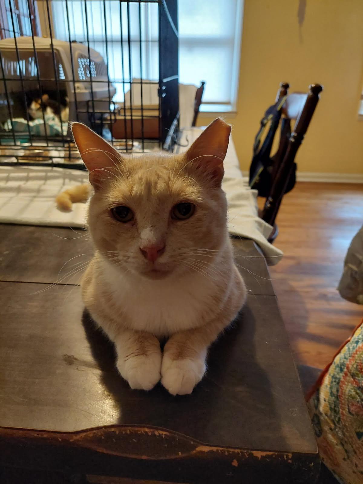 Mr. Bojangles
