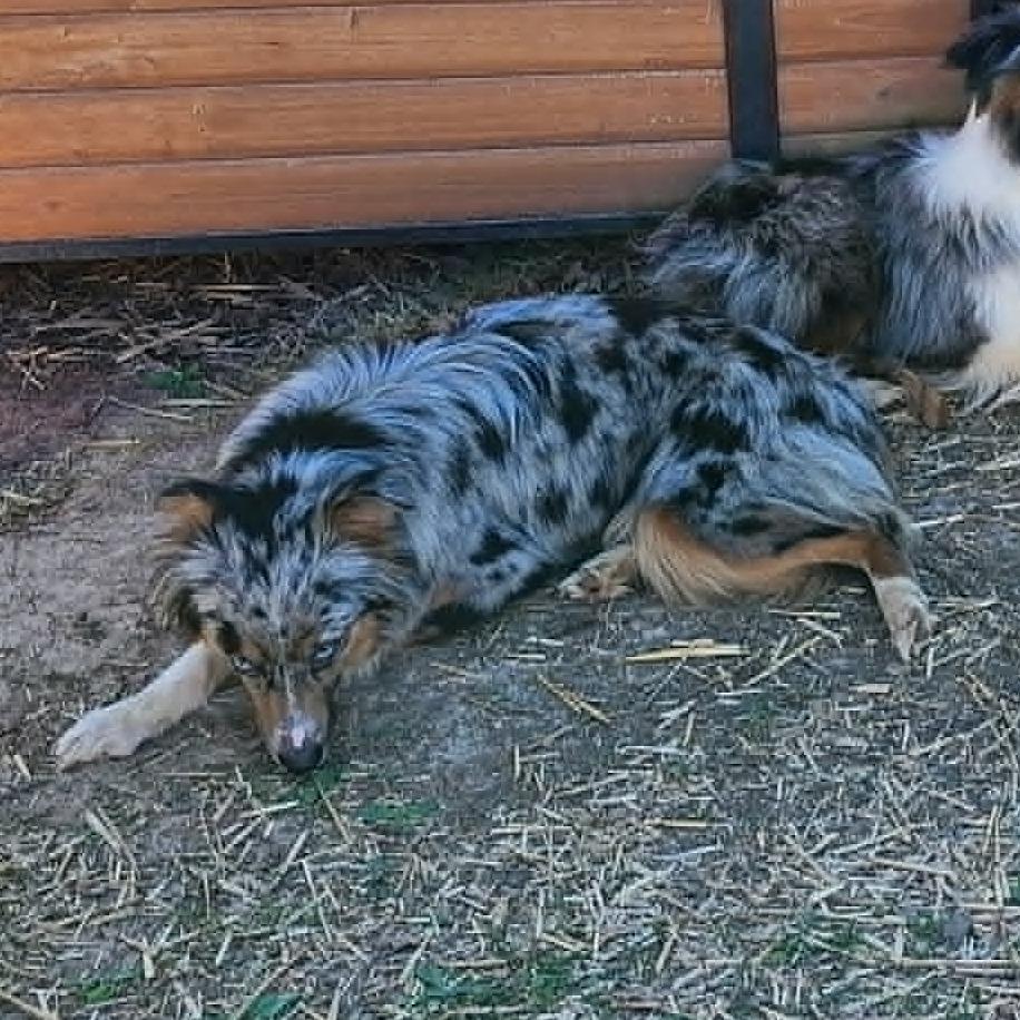 Phoebe, Adoptable, Adult Female Australian Shepherd.