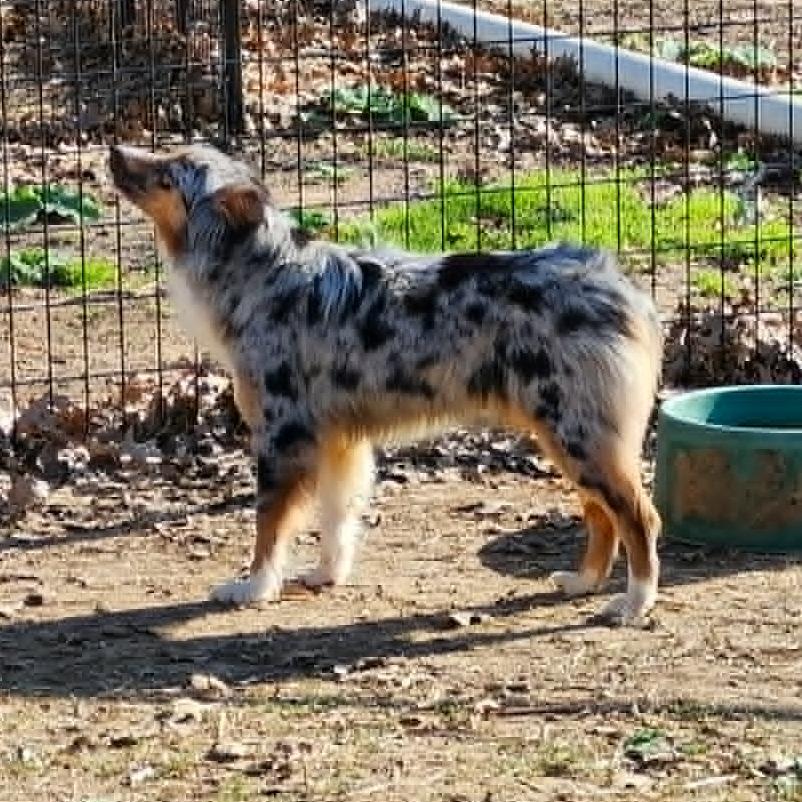 Enlarge Phoebe, a Adoptable Australian Shepherd in Ada, MN image 2/3