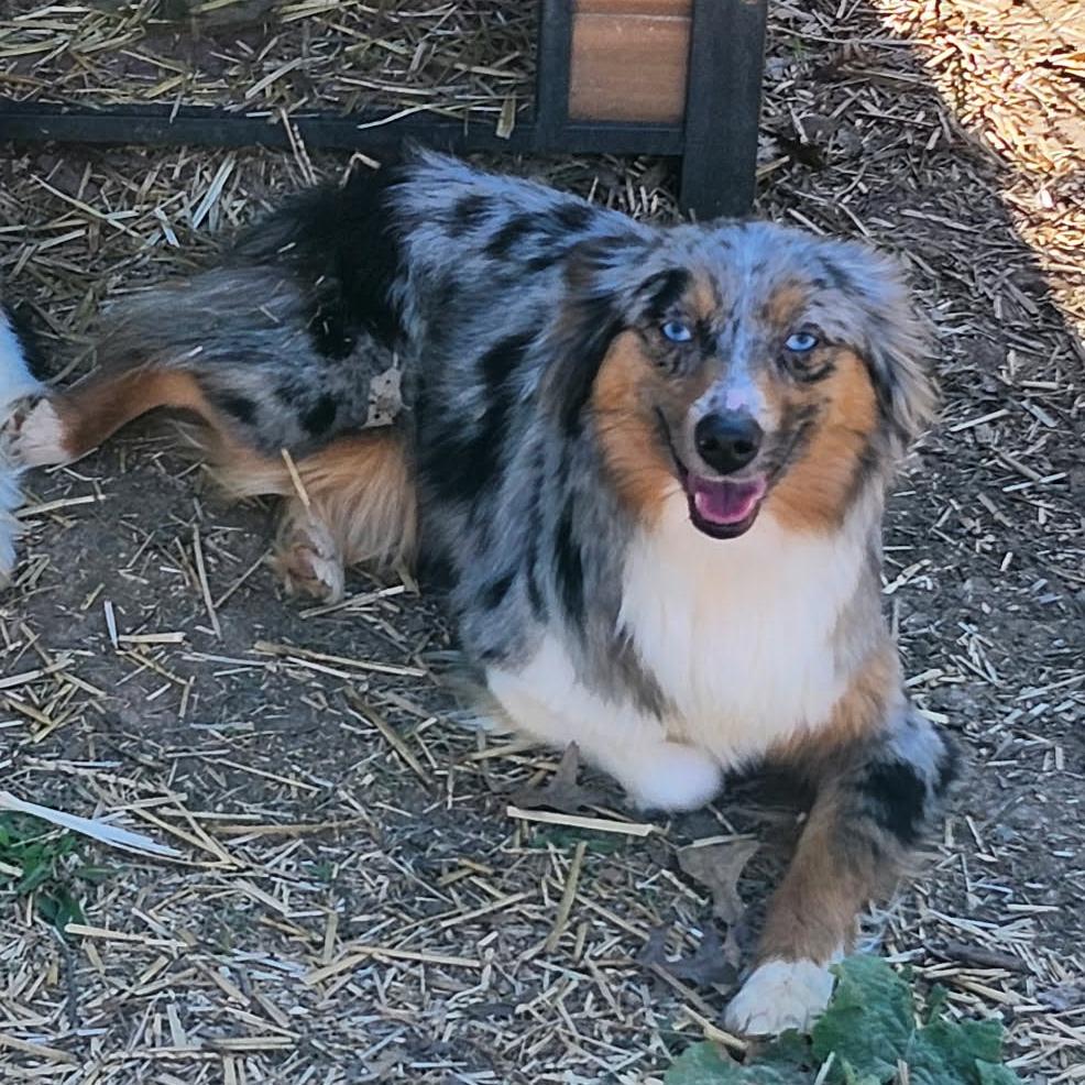 Enlarge Phoebe, a Adoptable Australian Shepherd in Ada, MN image 3/3