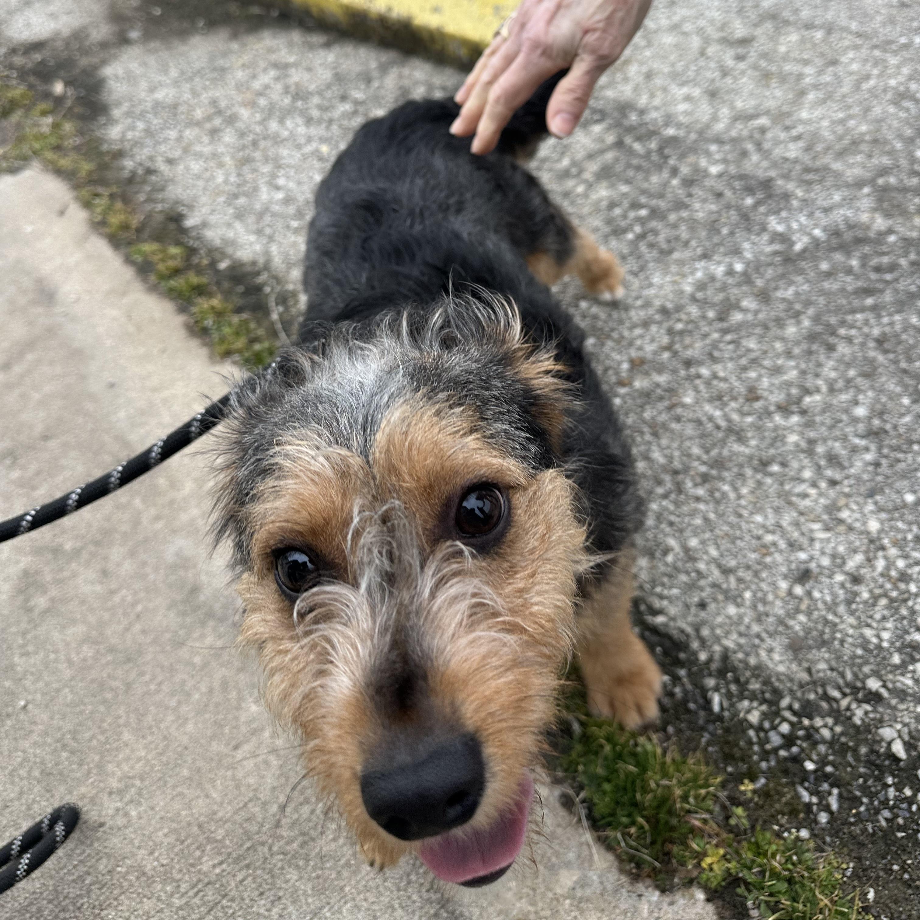 Enlarge Jasper, a ADOPTABLE mixed breed in Trenton, MO image 3/4